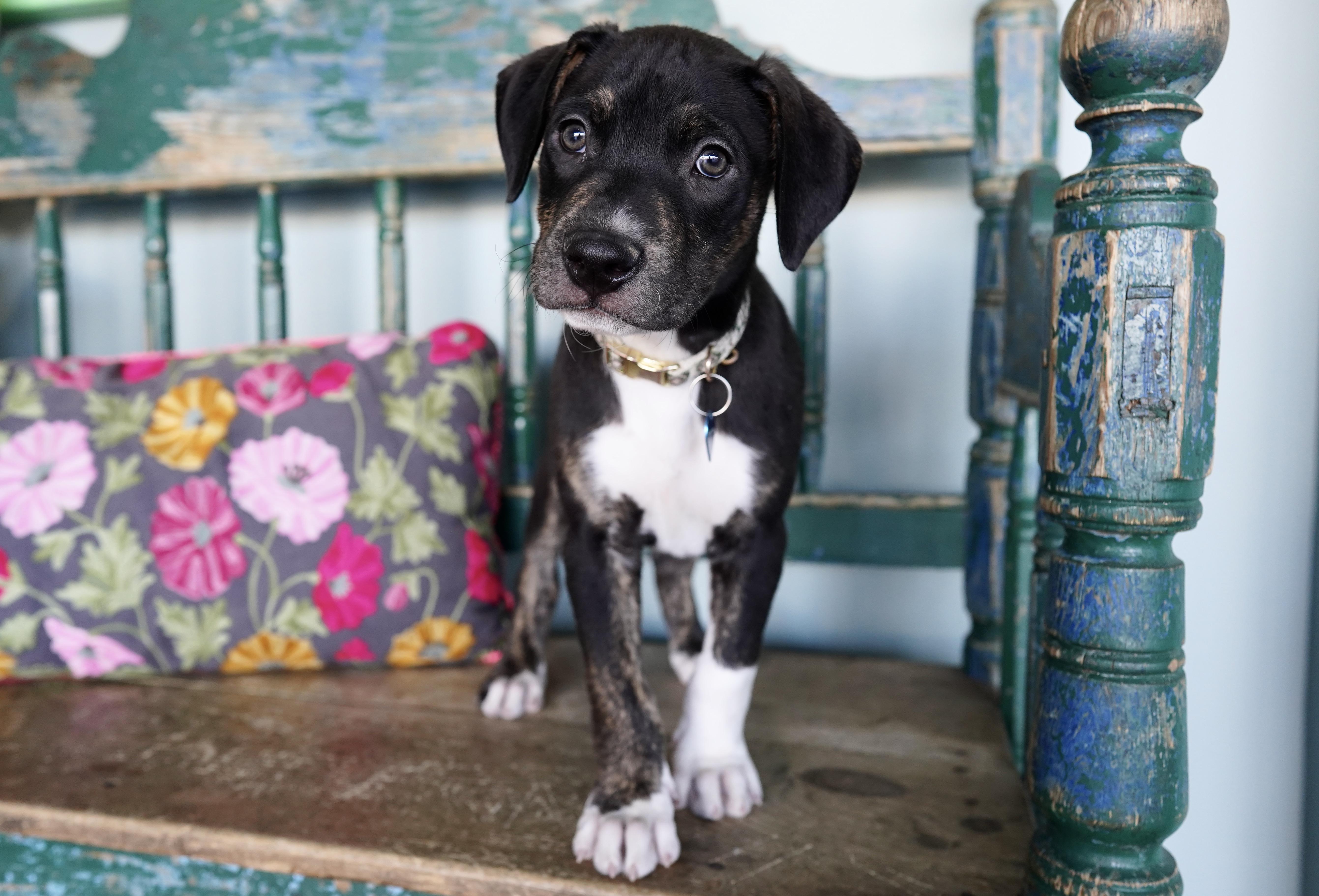 Enlarge Nugget, an adopted mixed breed in San Antonio, TX image 5/6