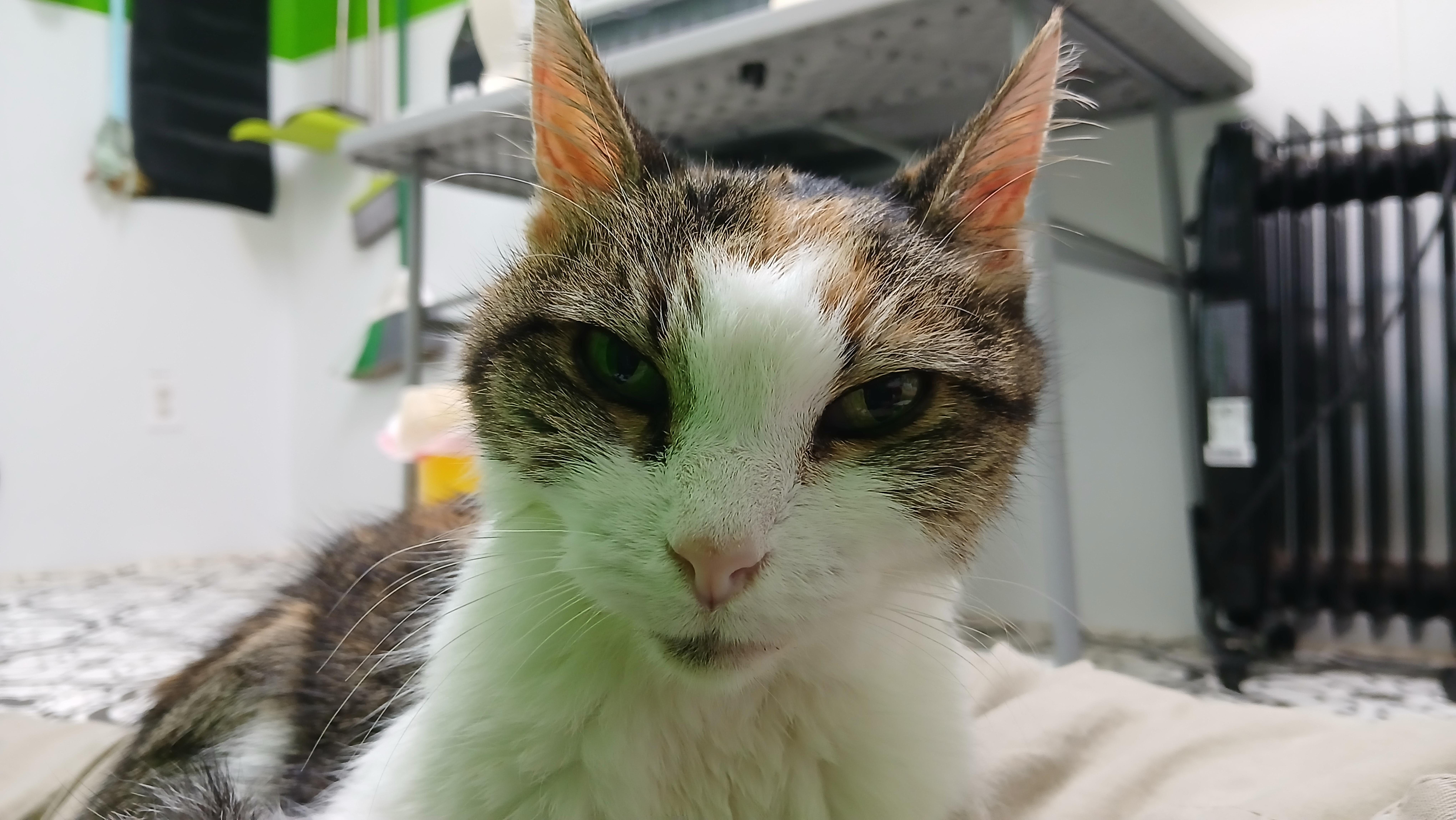 Enlarge Summer, a Adoptable Domestic Short Hair in Cullowhee, NC image 4/6