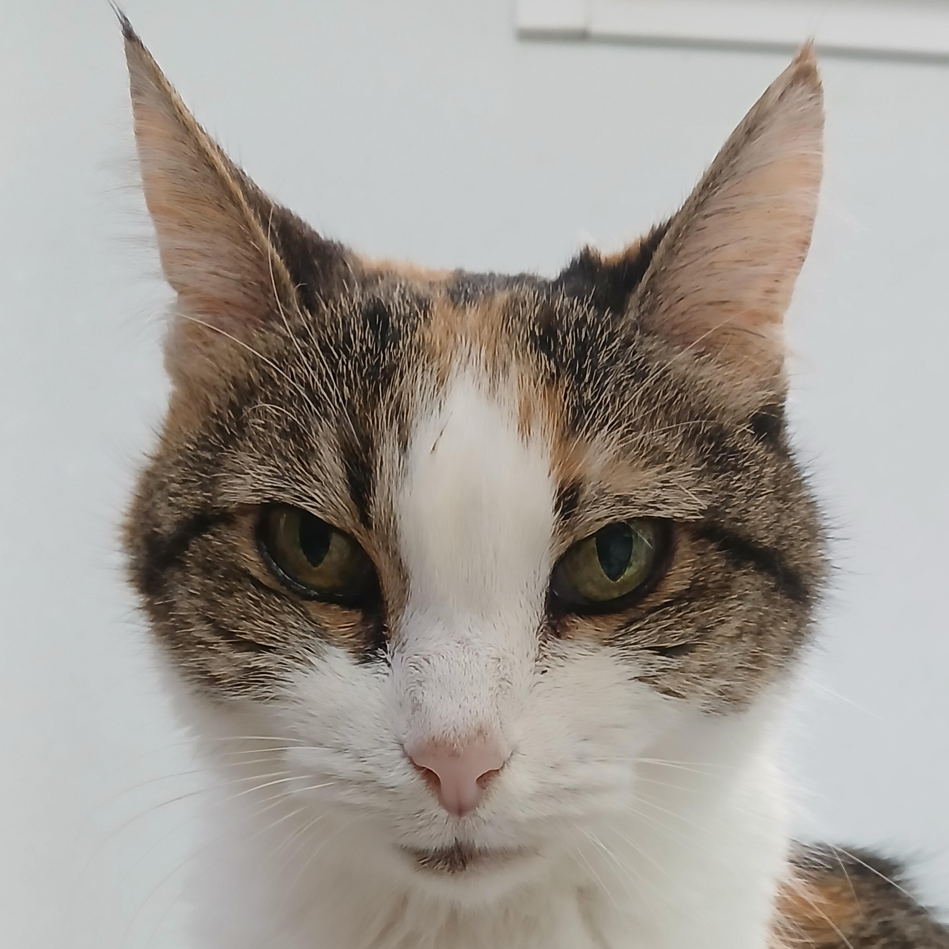Summer, Adoptable, Senior Female Domestic Short Hair.
