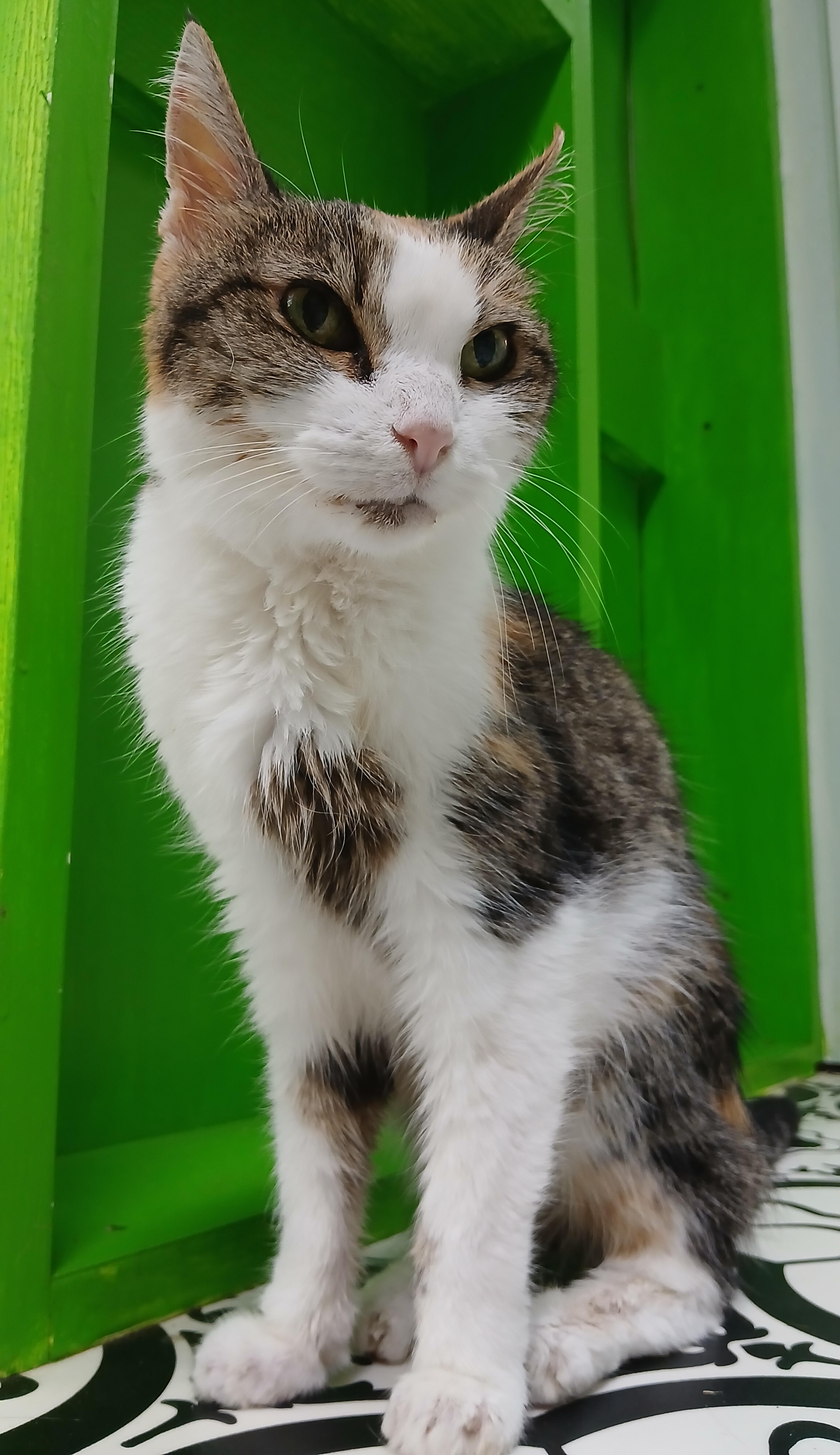 Enlarge Summer, a Adoptable Domestic Short Hair in Cullowhee, NC image 5/6