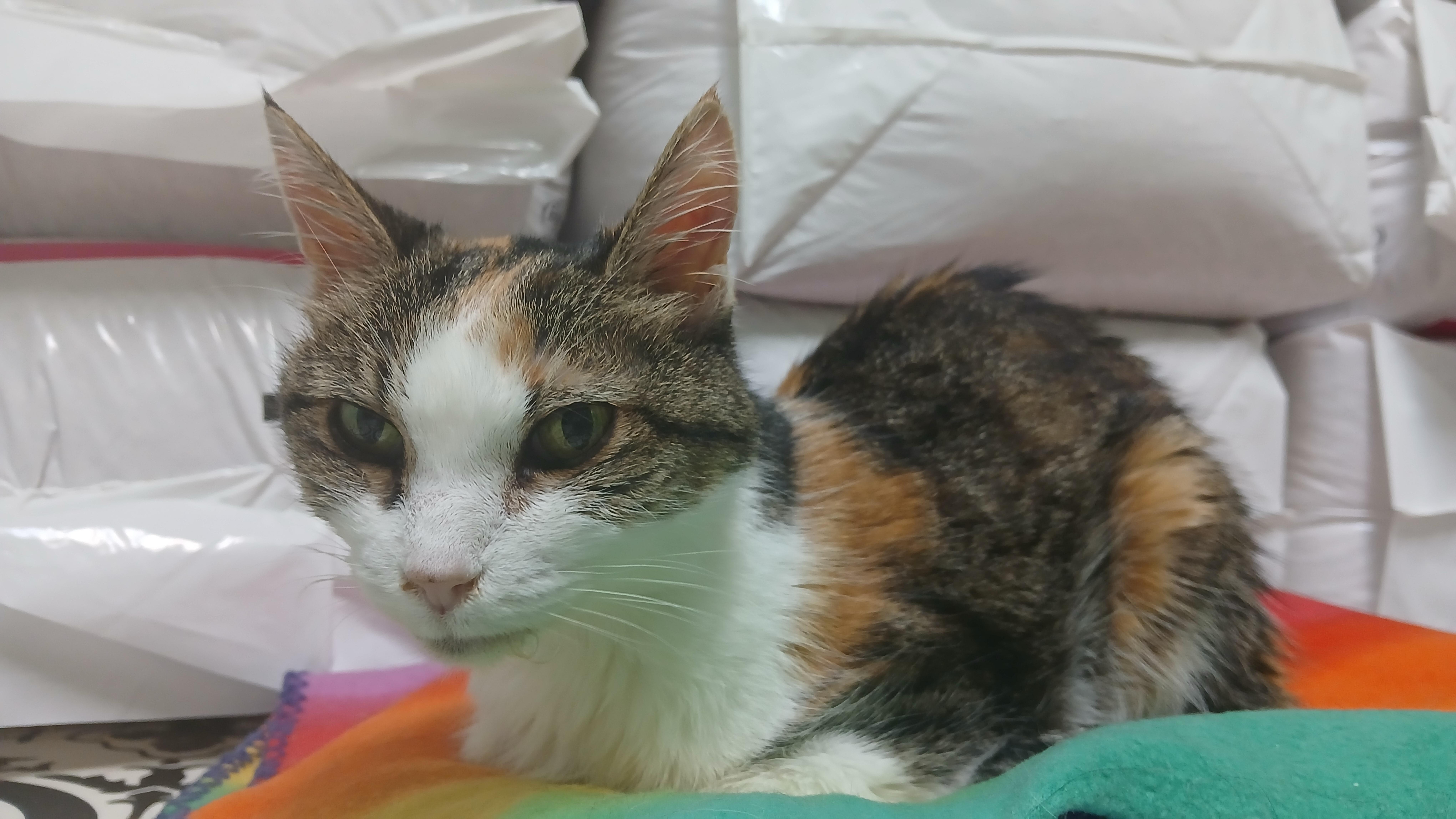 Enlarge Summer, a Adoptable Domestic Short Hair in Cullowhee, NC image 6/6