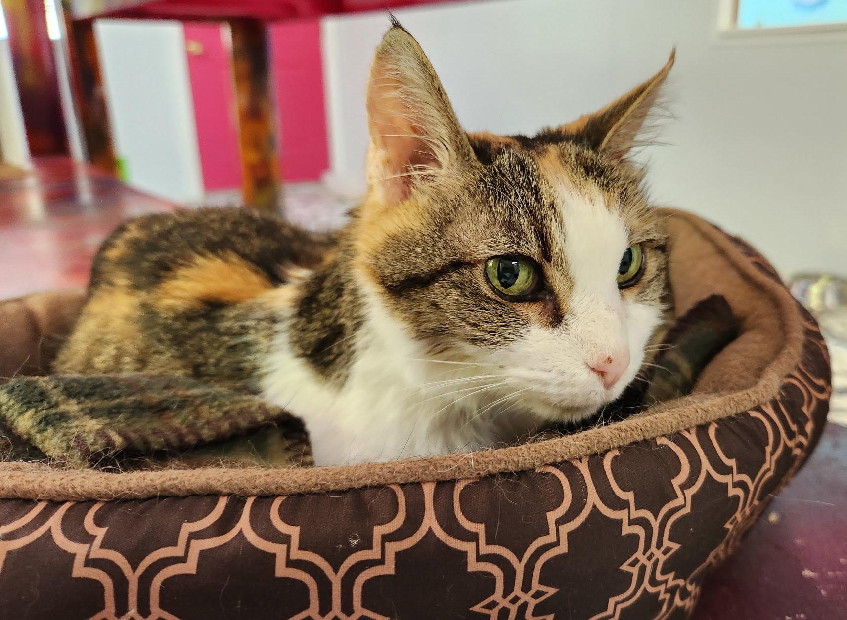 Enlarge Summer, a Adoptable Domestic Short Hair in Cullowhee, NC image 3/6