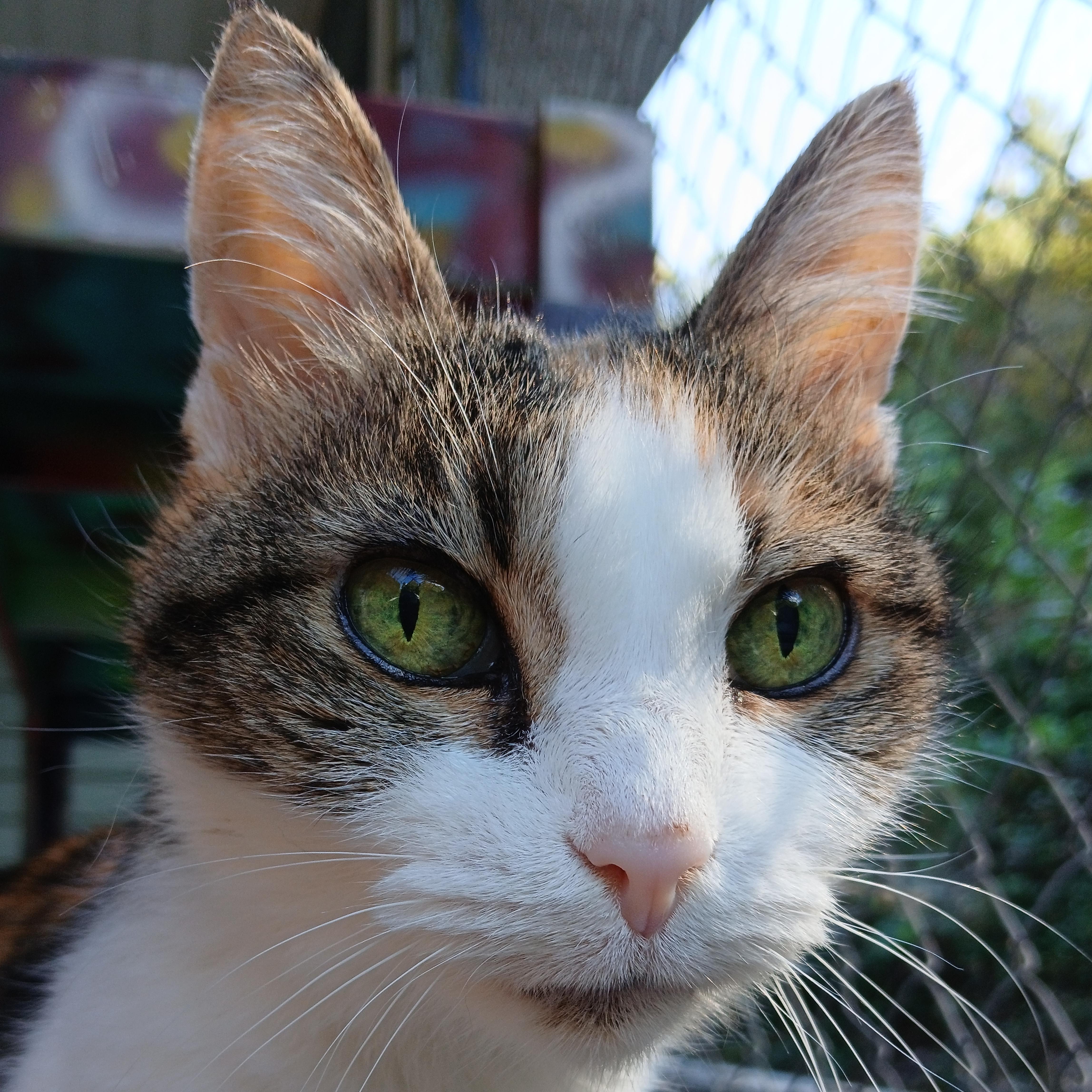Summer, Adoptable, Senior Female Domestic Short Hair.