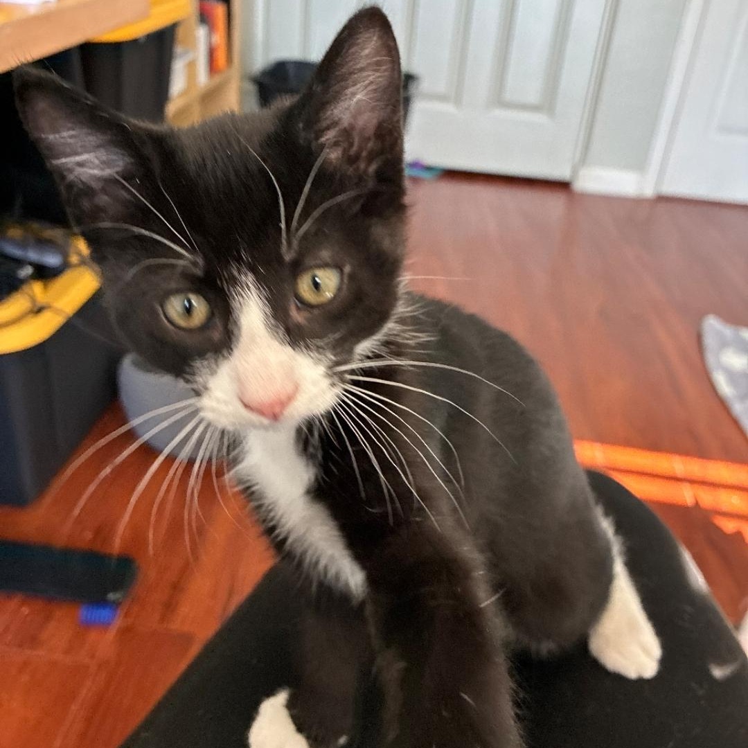 Rex Kris, Adoptable, Kitten Male Tuxedo.