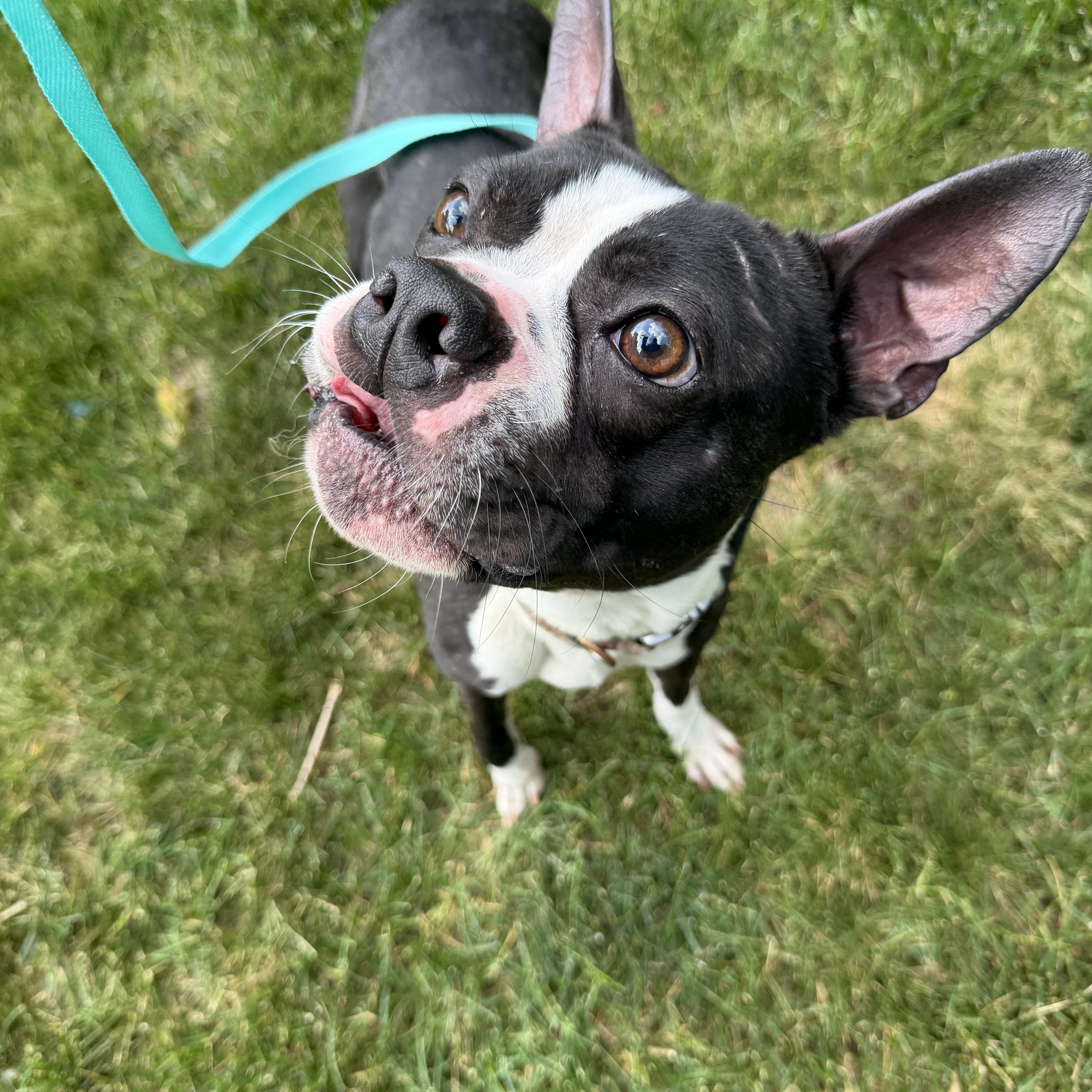 Enlarge Stewart, an adopted mixed breed in Bettendorf, IA image 3/3