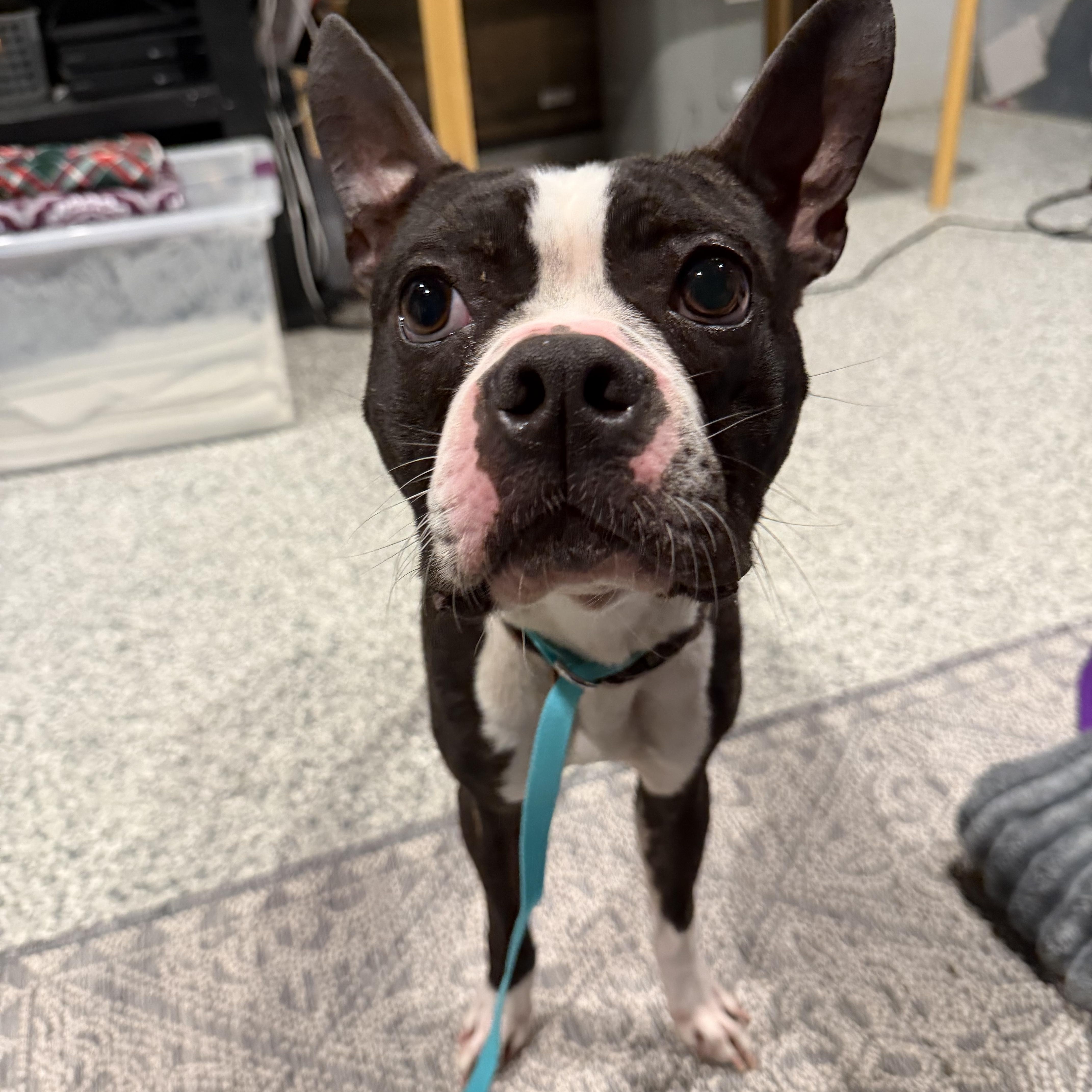 Enlarge Stewart, an adopted mixed breed in Bettendorf, IA image 2/3