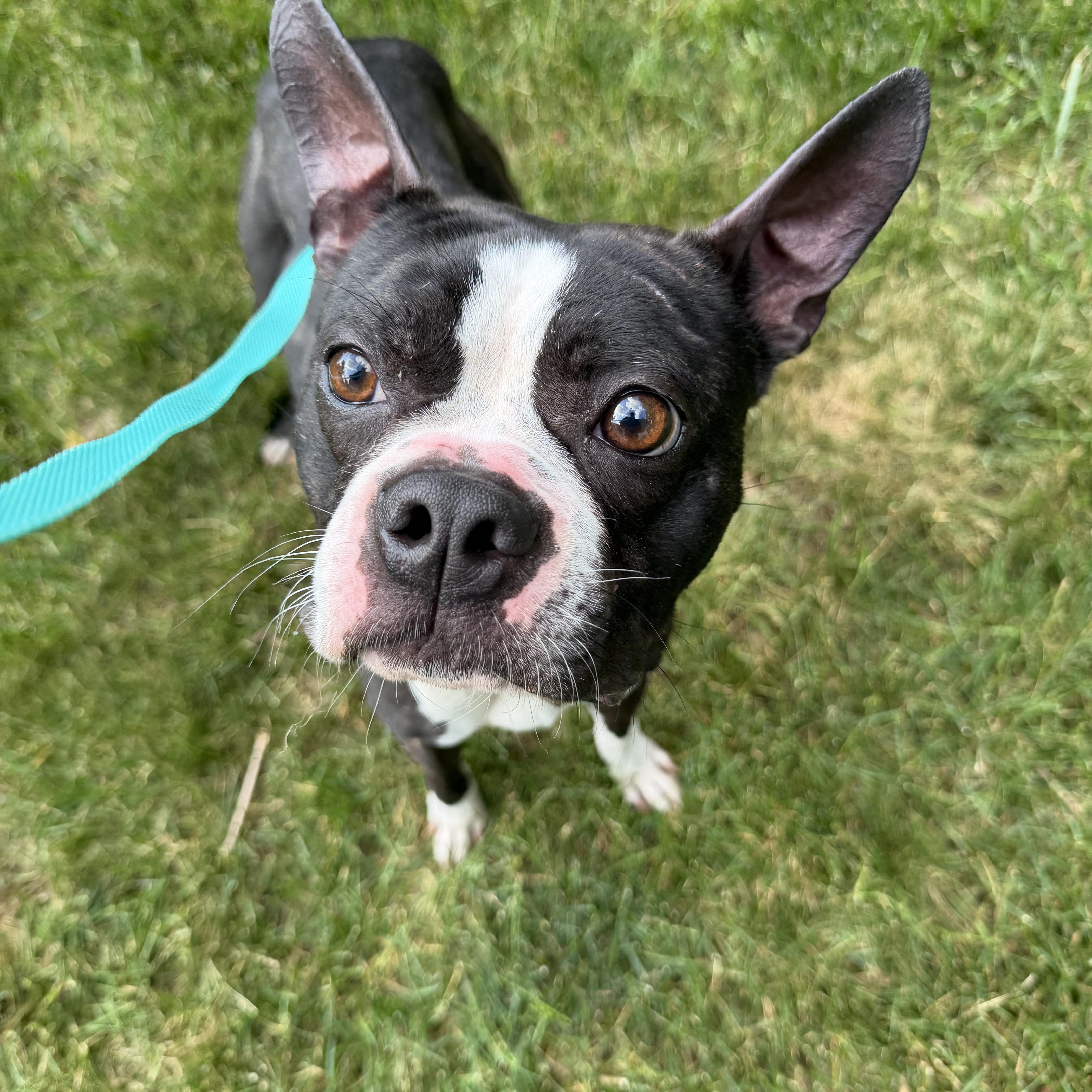Enlarge Stewart, an adopted mixed breed in Bettendorf, IA image 1/3