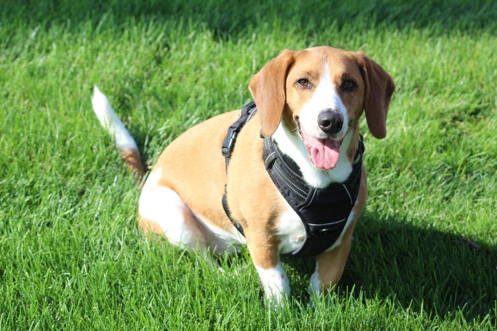 Enlarge Baylee, a Adoptable mixed breed in Lafayette, IN image 1/3