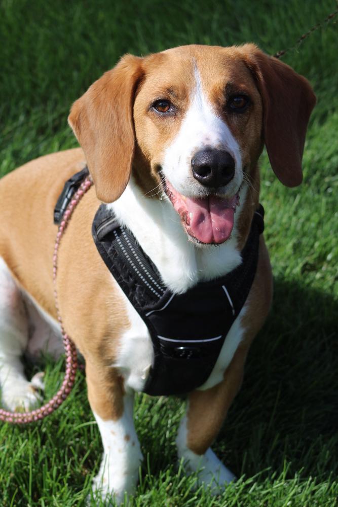 Enlarge Baylee, a Adoptable mixed breed in Lafayette, IN image 2/3