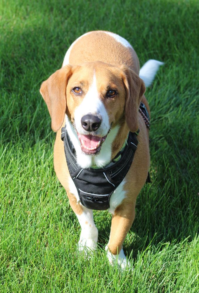 Enlarge Baylee, a Adoptable mixed breed in Lafayette, IN image 3/3