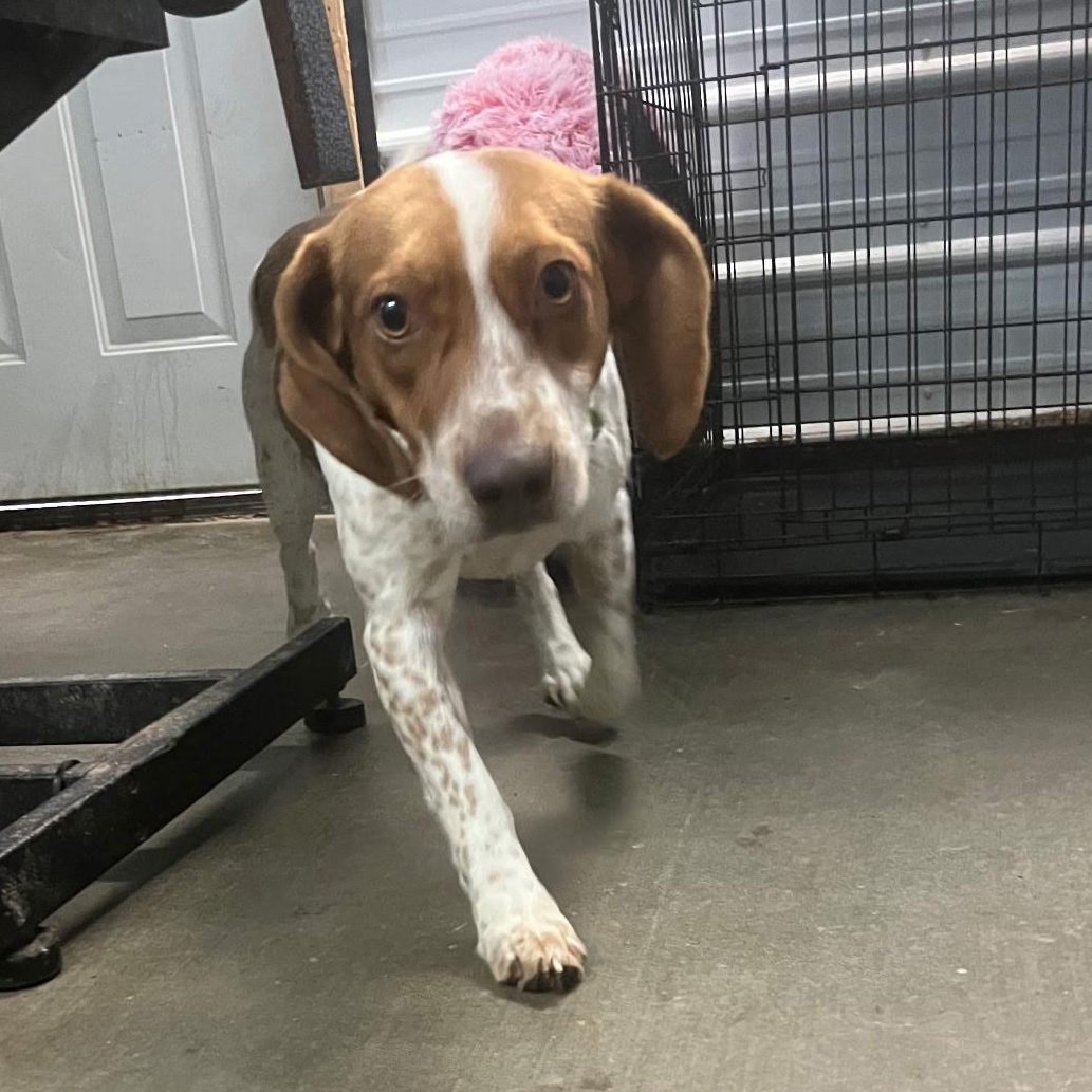 Beckett, an adopted Beagle in Stoughton, MA image 3/6