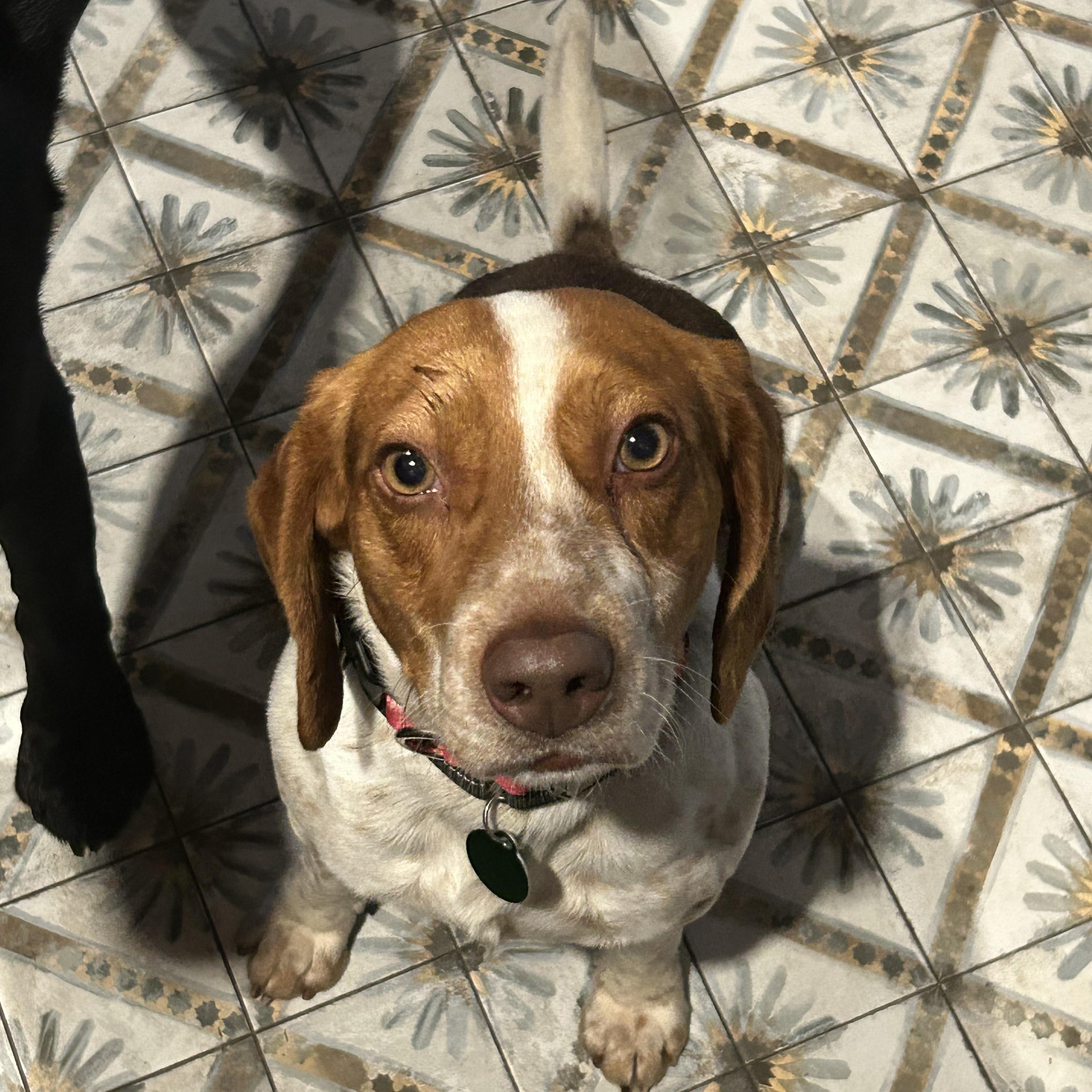 Beckett, an adopted Beagle in Stoughton, MA image 1/6