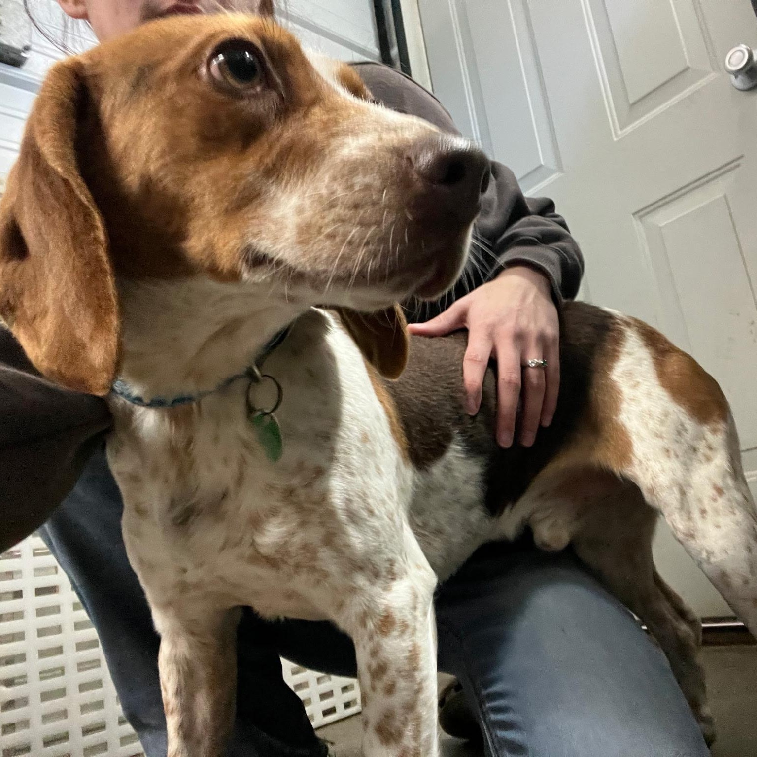 Beckett, an adopted Beagle in Stoughton, MA image 4/6