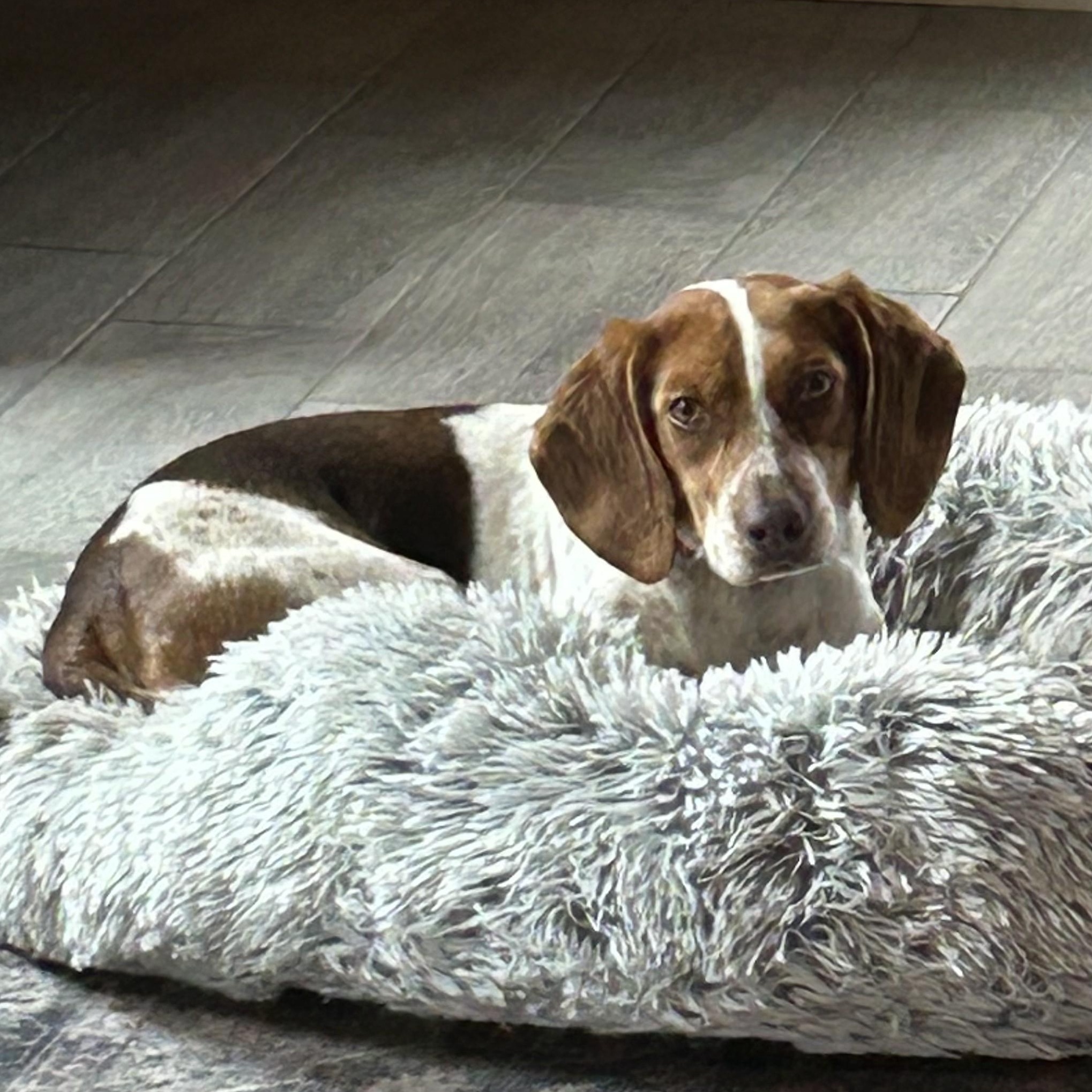 Beckett, an adopted Beagle in Stoughton, MA image 3/6