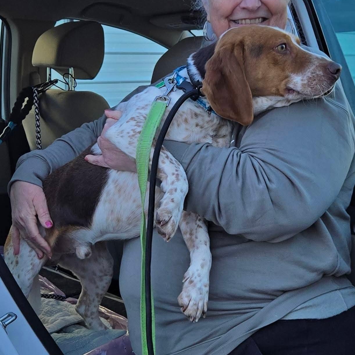 Beckett, an adopted Beagle in Stoughton, MA image 5/6