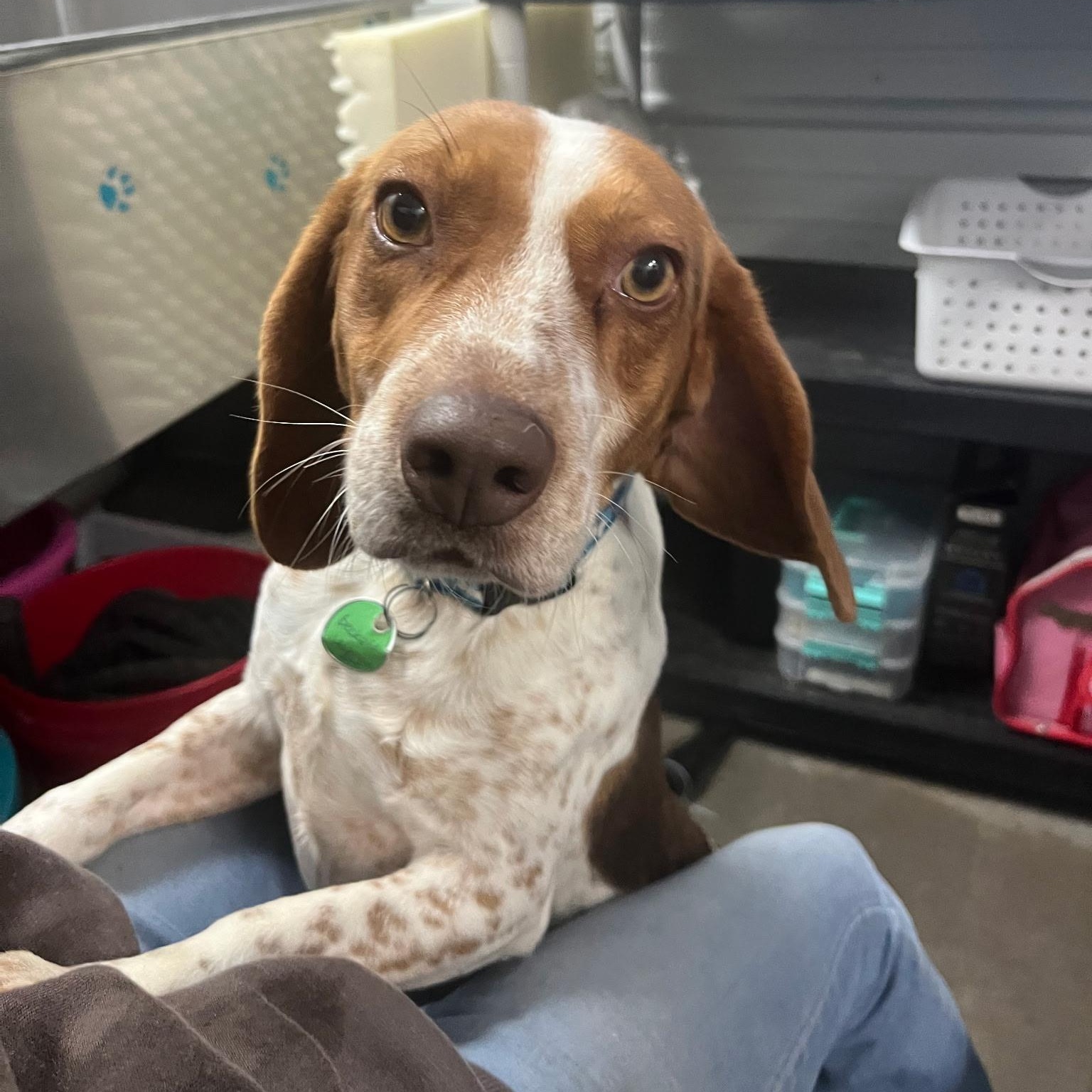 Beckett, an adopted Beagle in Stoughton, MA image 2/6