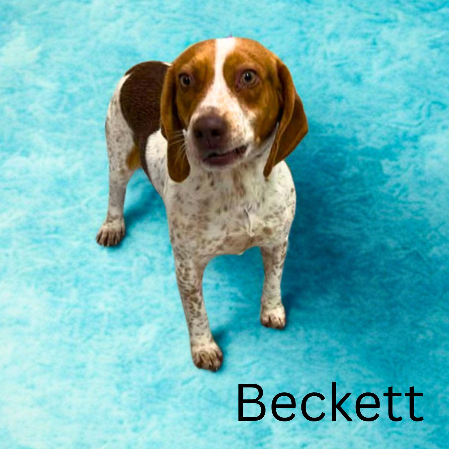 Beckett, ADOPTABLE, Young Male Beagle.