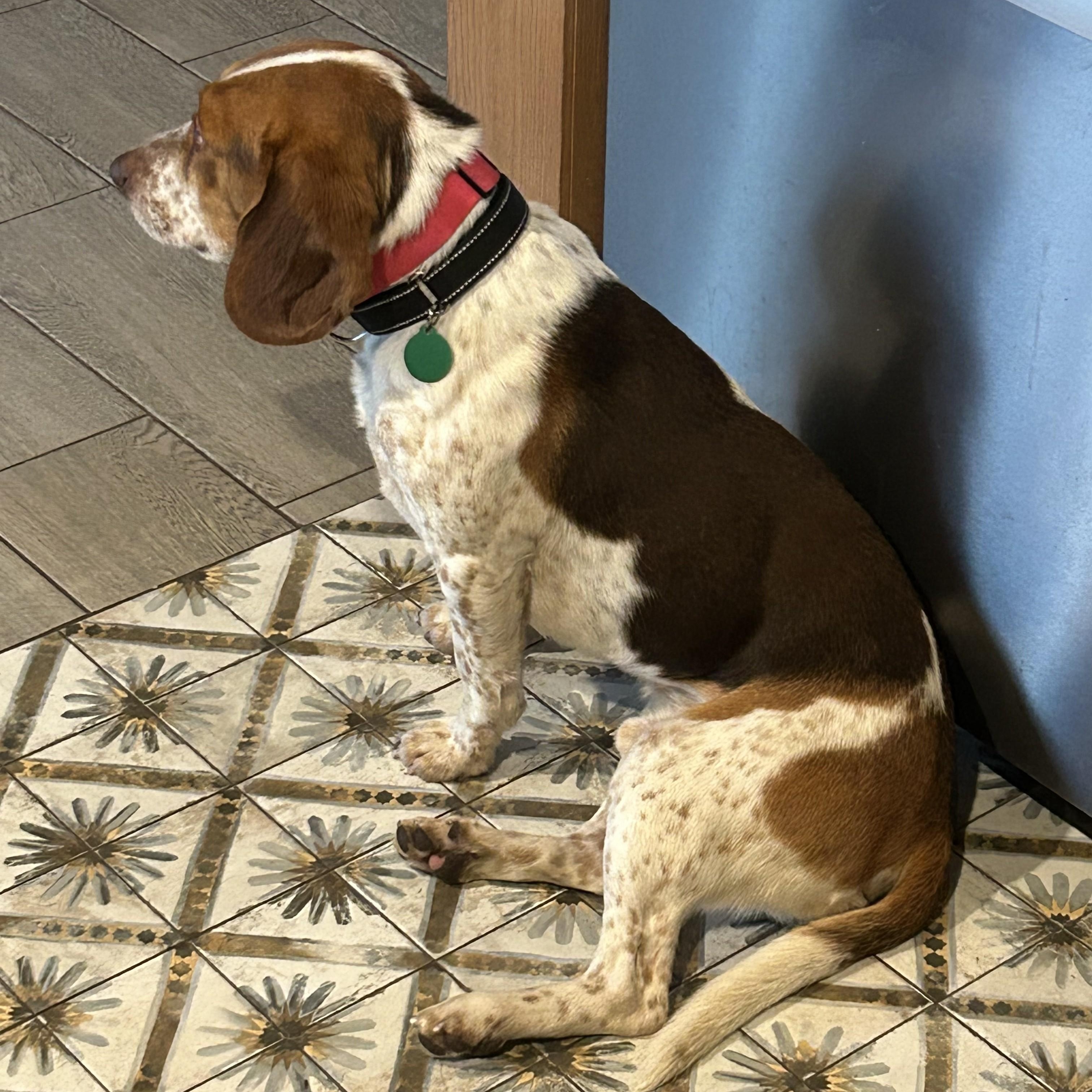 Beckett, an adopted Beagle in Stoughton, MA image 2/6