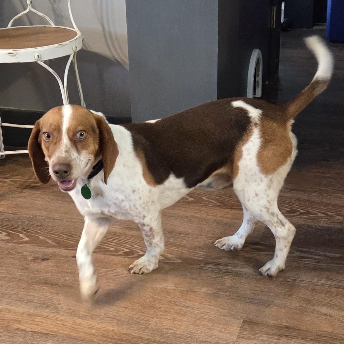 Beckett, adopted, Young Male Beagle.