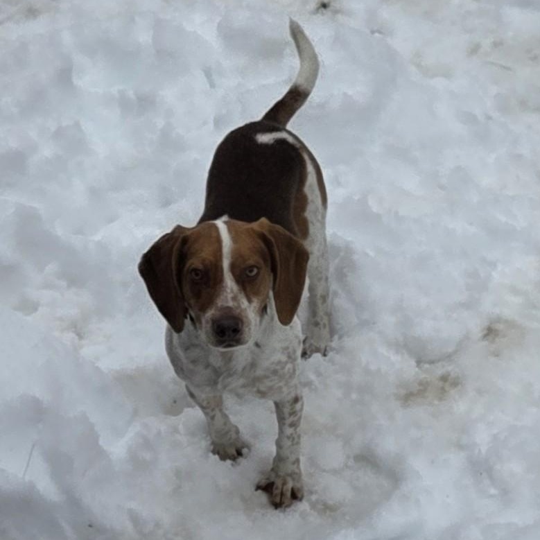 Beckett, an adopted Beagle in Stoughton, MA image 6/6