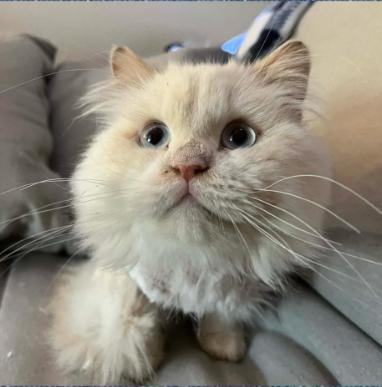 Enlarge Hopper, a ADOPTABLE Ragdoll in Ennis, TX image 3/3