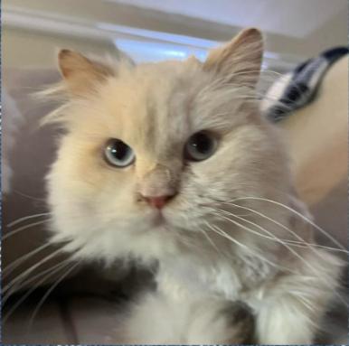 Hopper, ADOPTABLE, Adult Male Ragdoll.
