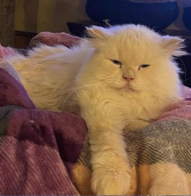 Enlarge Hopper, a ADOPTABLE Ragdoll in Ennis, TX image 2/3