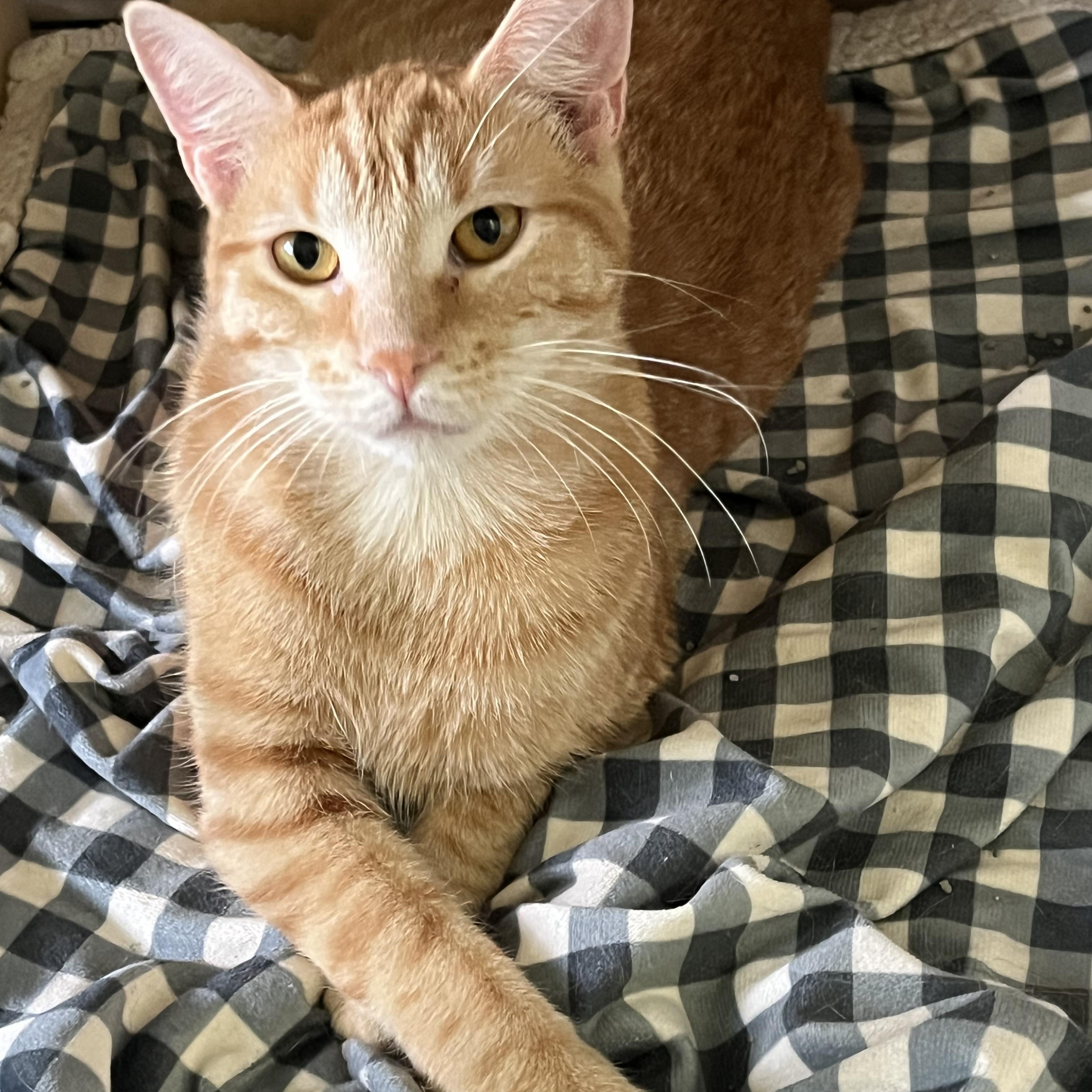 Enlarge Suki and Mooney -Females, a ADOPTABLE Domestic Short Hair in Moline, IL image 2/6
