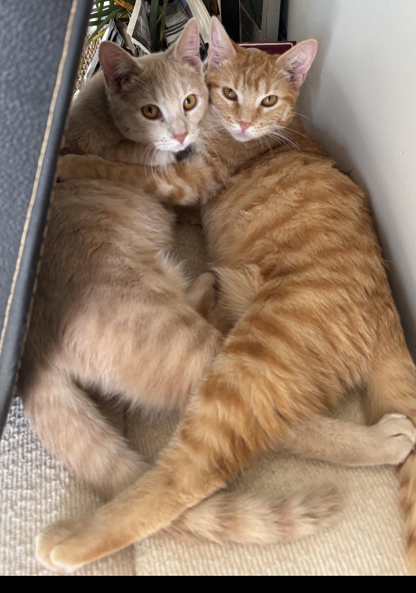 Suki and Mooney -Females, ADOPTABLE, Young Female Domestic Short Hair.