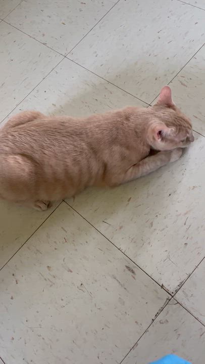 Enlarge Suki and Mooney -Females, a ADOPTABLE Domestic Short Hair in Moline, IL video 5/6