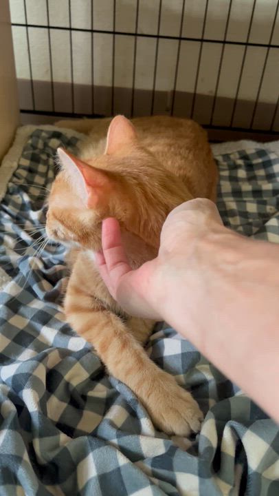 Enlarge Suki and Mooney -Females, a ADOPTABLE Domestic Short Hair in Moline, IL video 3/6