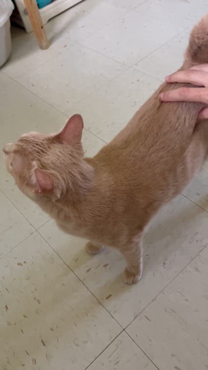 Enlarge Suki and Mooney -Females, a ADOPTABLE Domestic Short Hair in Moline, IL video 4/6