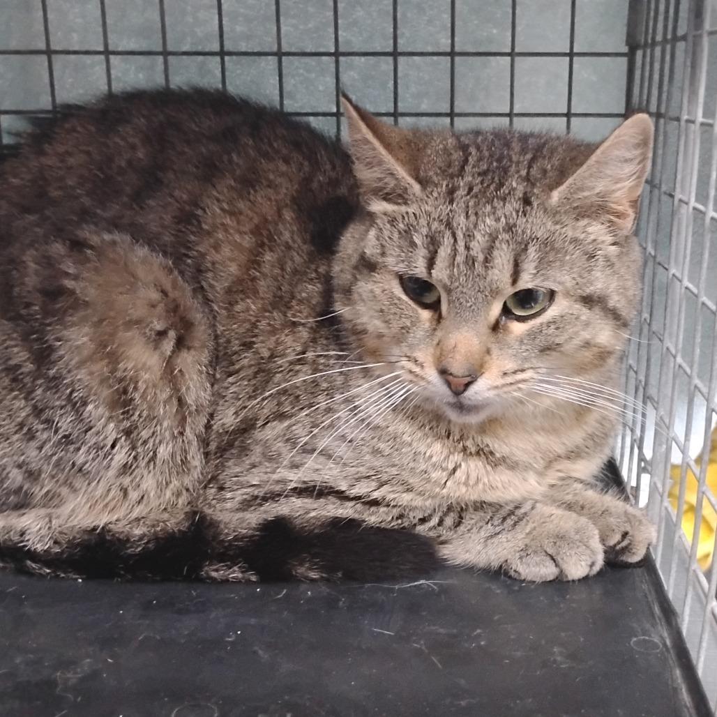 Sabine, Adoptable, Adult Female Domestic Short Hair.