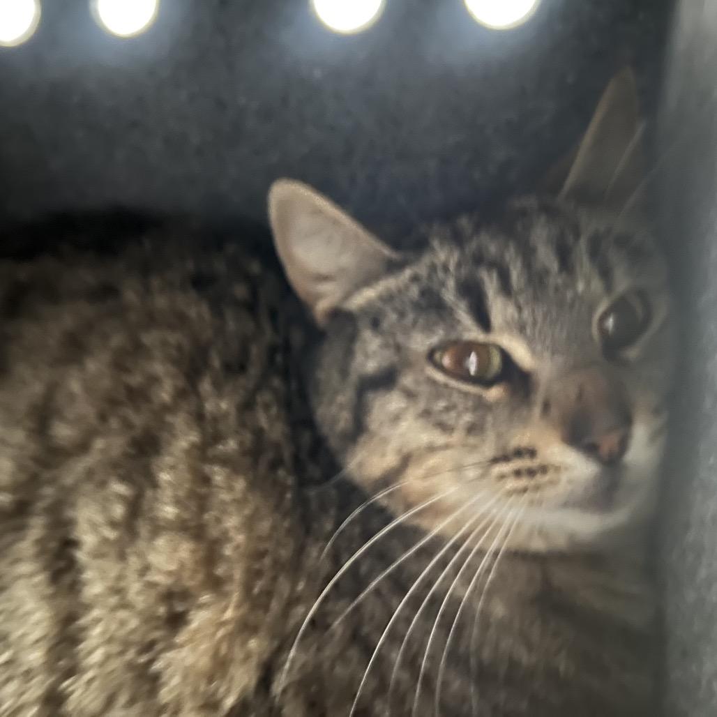 Sabine, a Adoptable Domestic Short Hair in Summerville, SC image 2/2