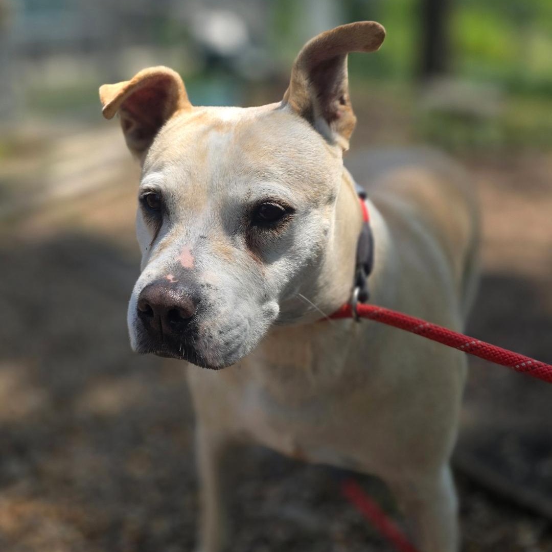 REBA, Adult Female Mixed Breed