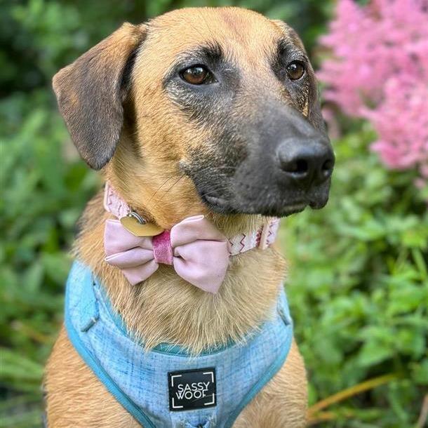 Pumpkin — thumbnail 2