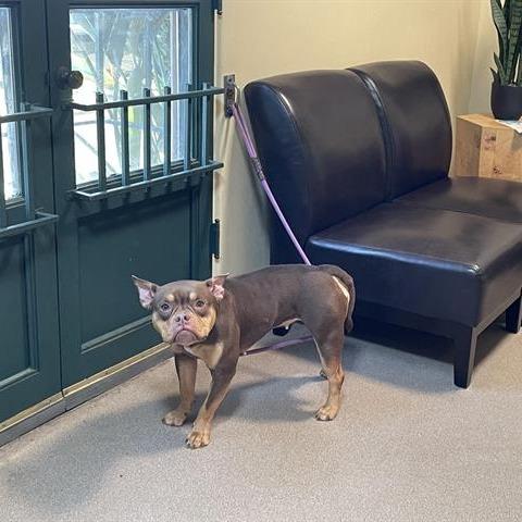 Penny, Adoptable, Adult Female French Bulldog.