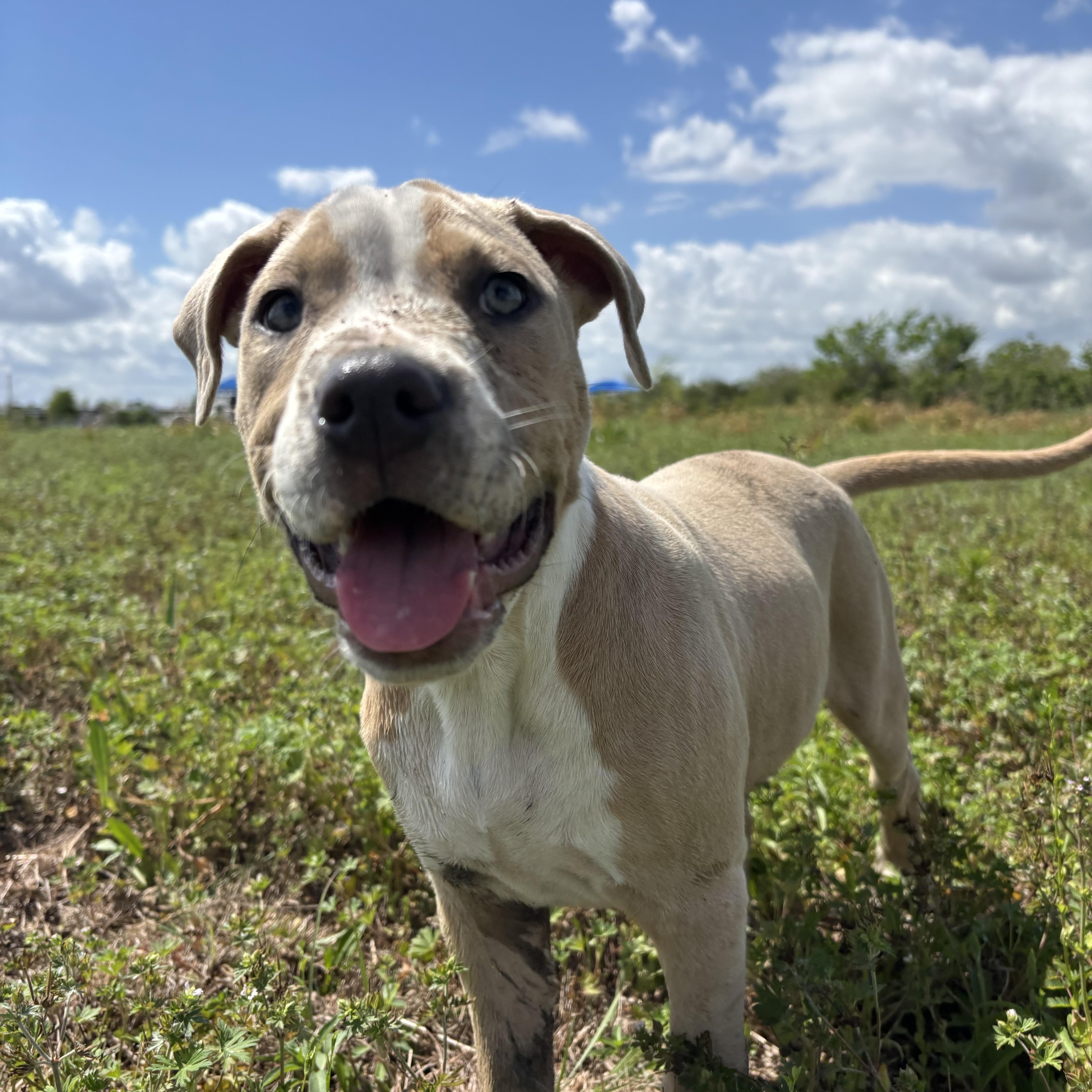 Enlarge Cream, an adopted mixed breed in Leesburg, VA image 6/6
