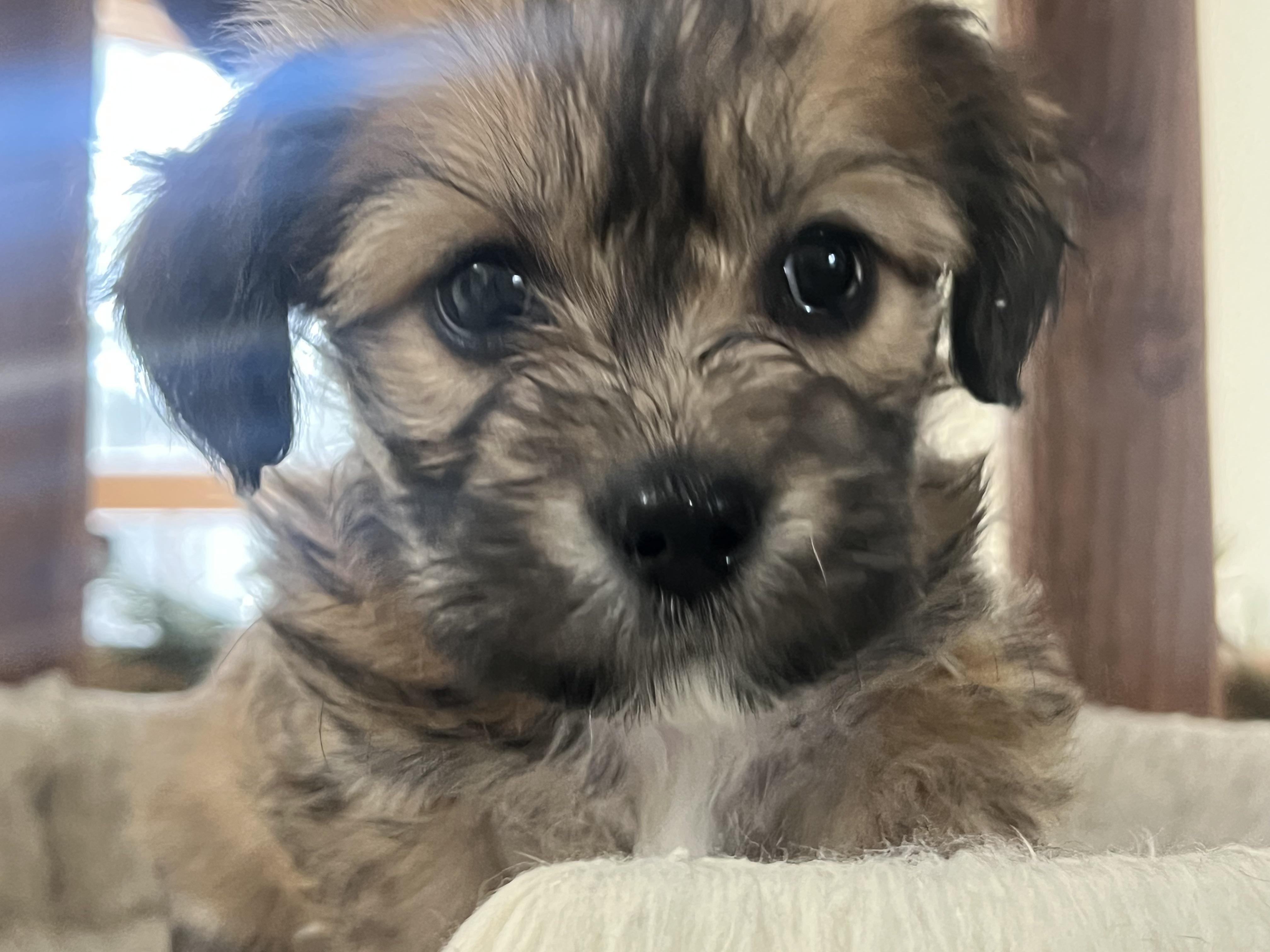 Enlarge Tinkerbelle's Puppy TILLY (female, no collar), an adopted mixed breed in New Milford, CT image 1/5