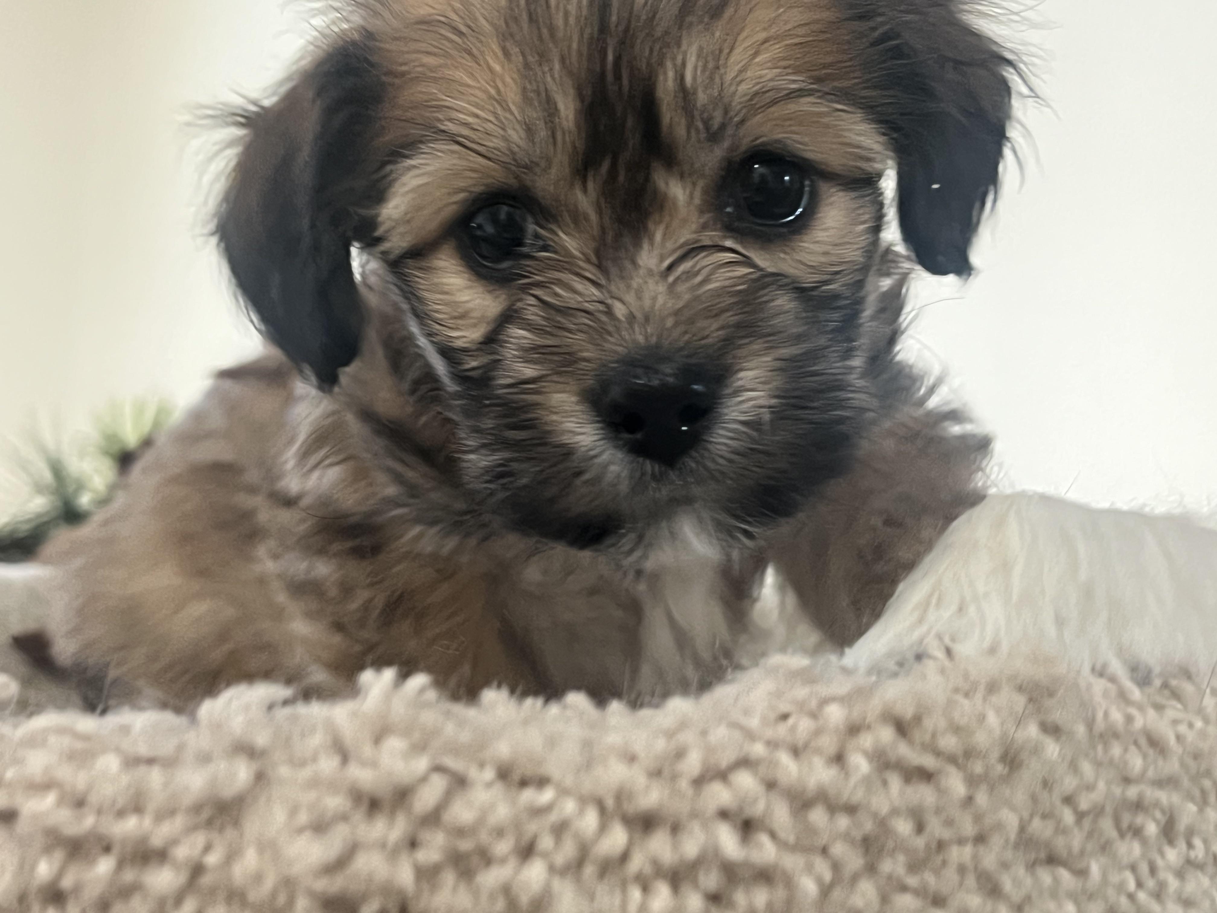 Enlarge Tinkerbelle's Puppy TILLY (female, no collar), an adopted mixed breed in New Milford, CT image 4/5