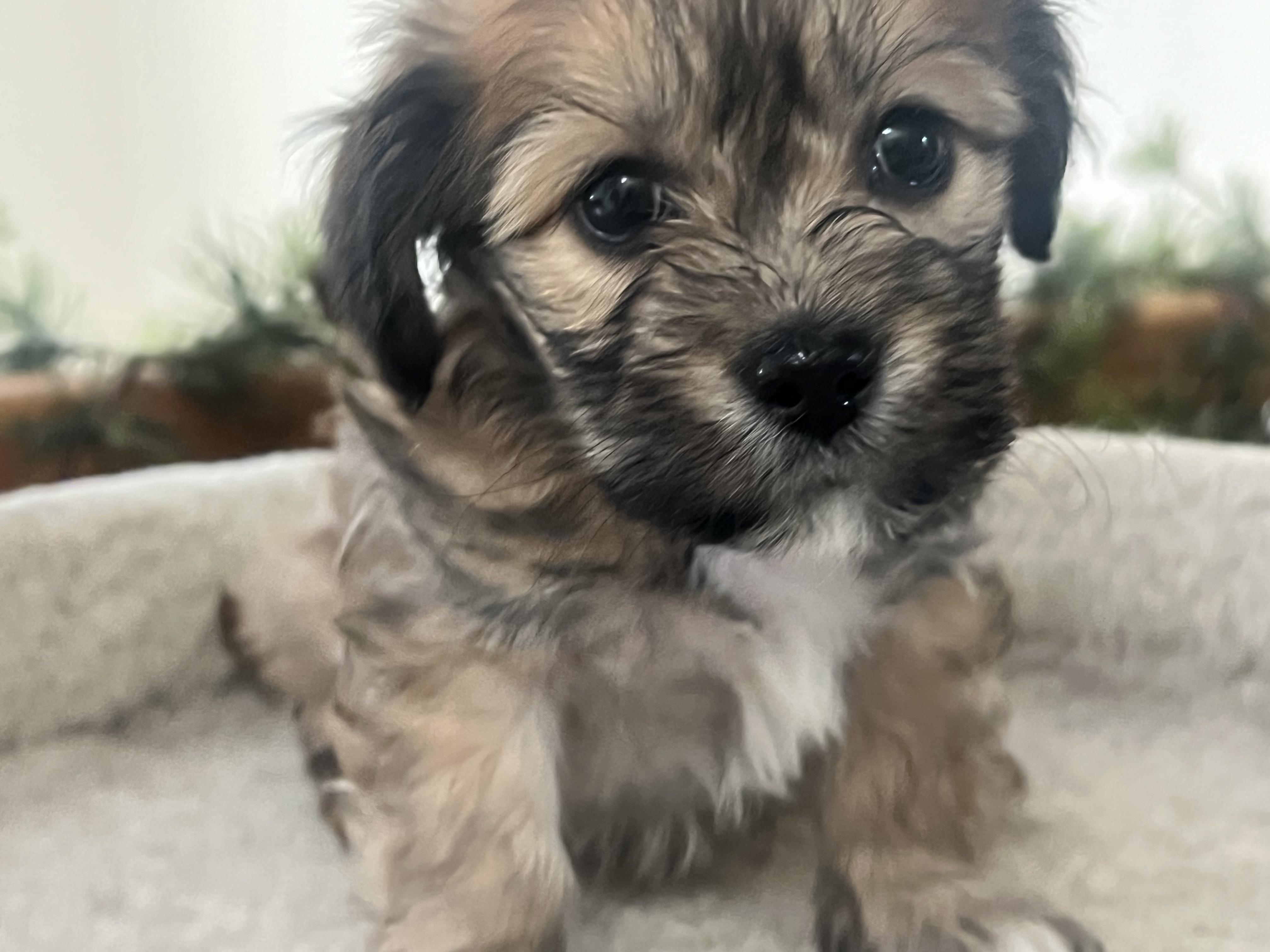 Enlarge Tinkerbelle's Puppy TILLY (female, no collar), an adopted mixed breed in New Milford, CT image 2/5