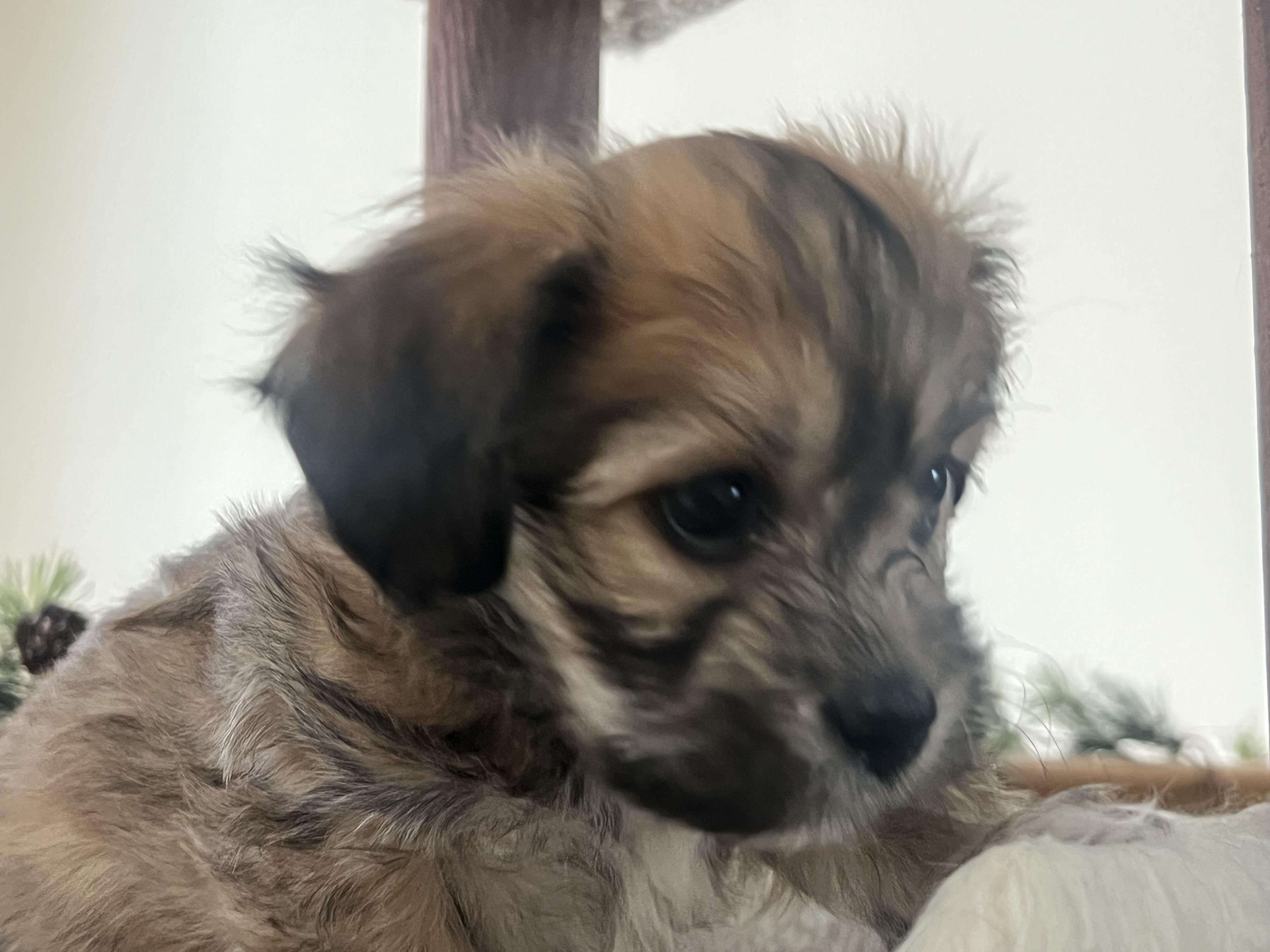 Enlarge Tinkerbelle's Puppy TILLY (female, no collar), an adopted mixed breed in New Milford, CT image 5/5