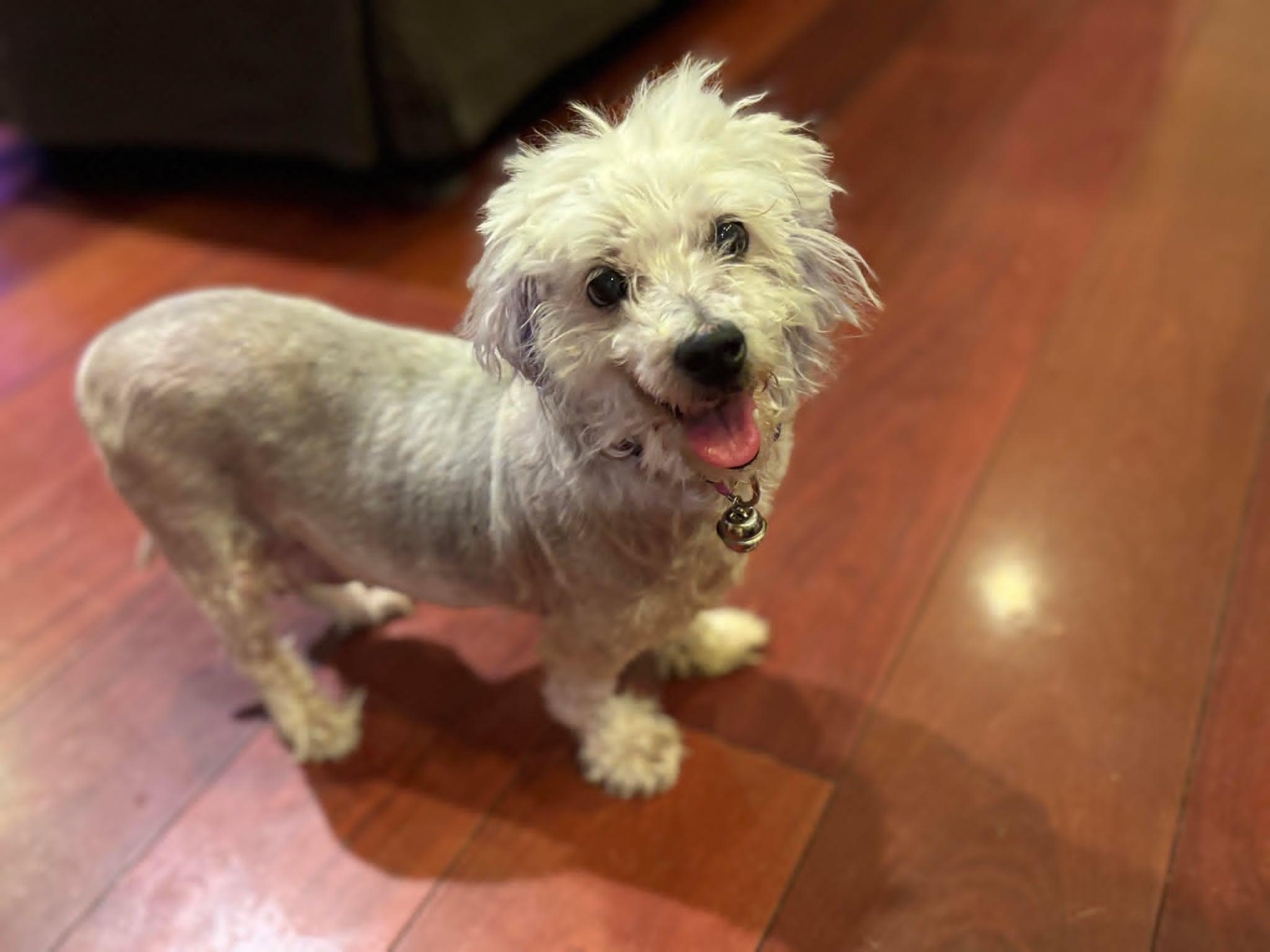 Angel, an adoptable Maltipoo in West Warwick, RI, 02893 | Photo Image 2