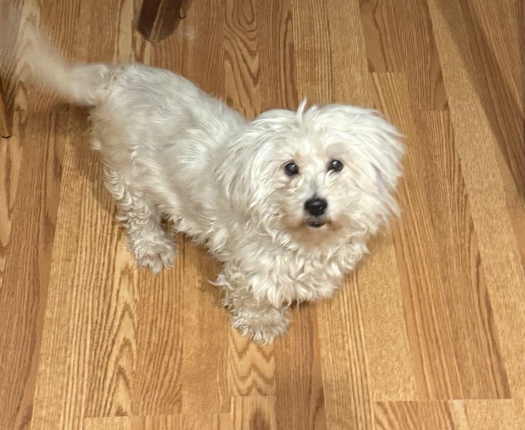 Angel, an adoptable Maltipoo in West Warwick, RI, 02893 | Photo Image 4