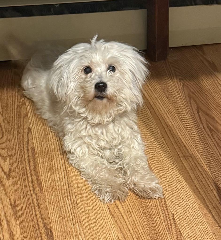Angel, an adoptable Maltipoo in West Warwick, RI, 02893 | Photo Image 1
