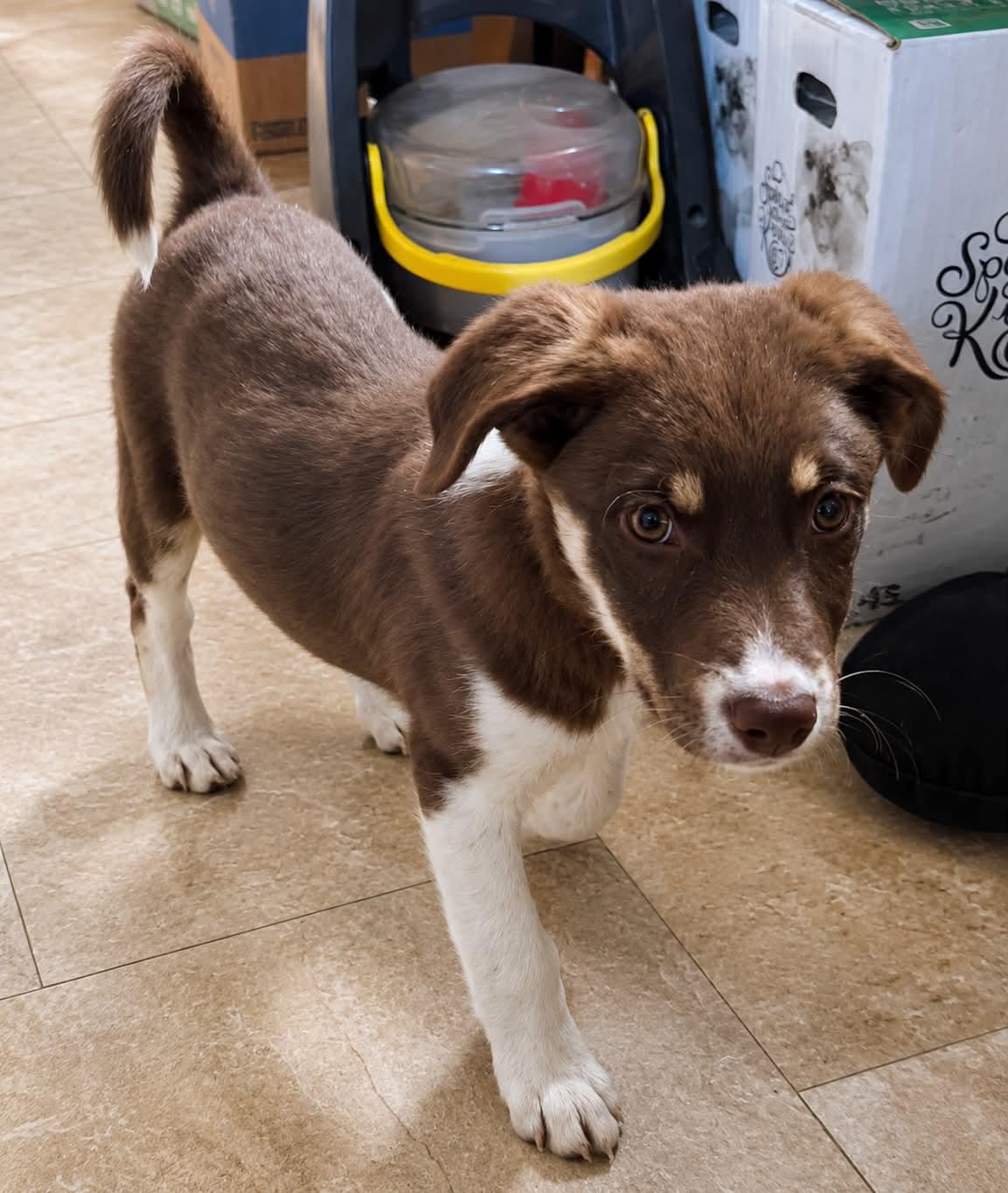 Woody, ADOPTABLE, Puppy Male Australian Shepherd.