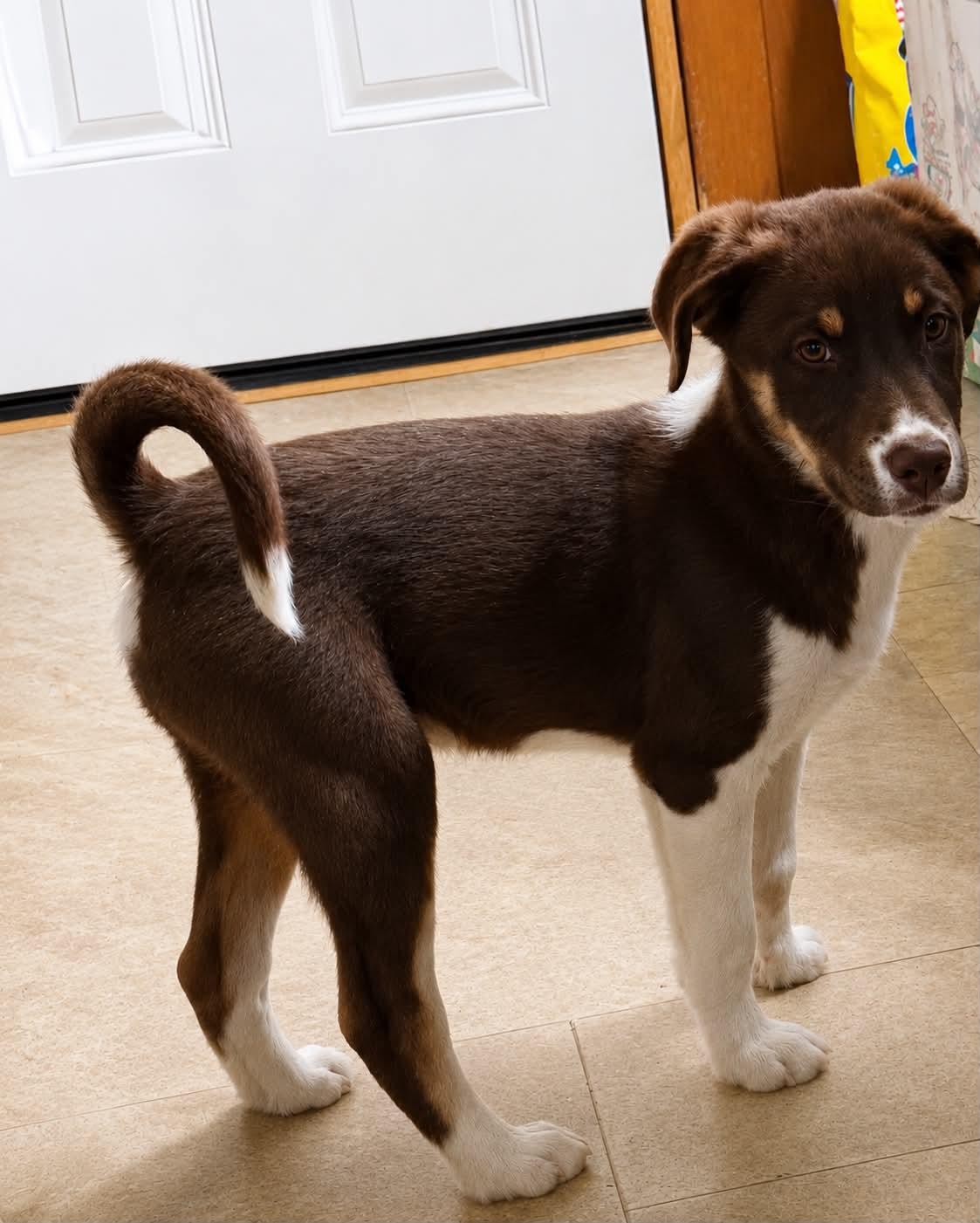 Woody, a ADOPTABLE mixed breed in Grand Rapids, MI image 2/2