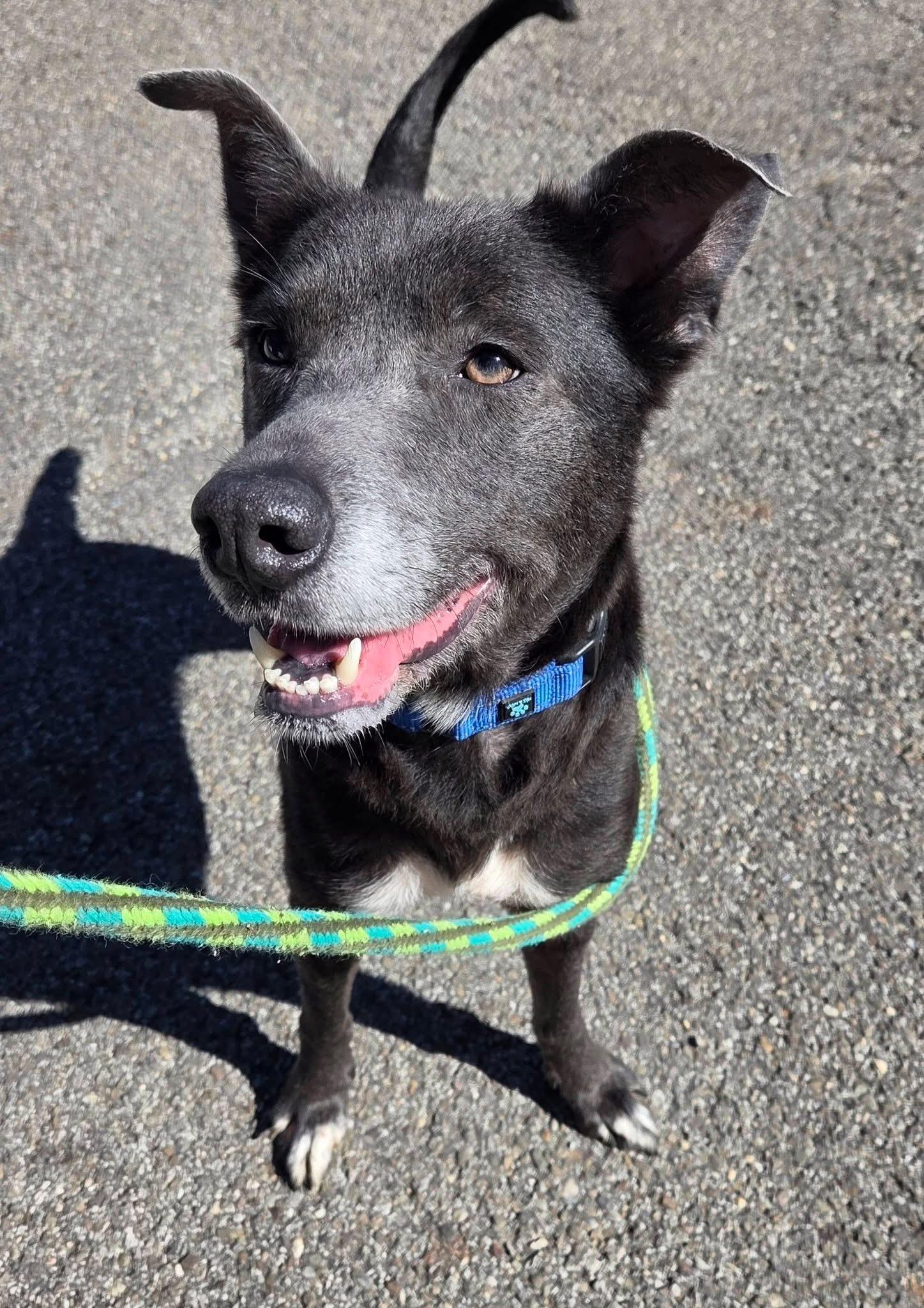 Enlarge Strudel, a Adoptable mixed breed in Youngstown, OH image 3/5