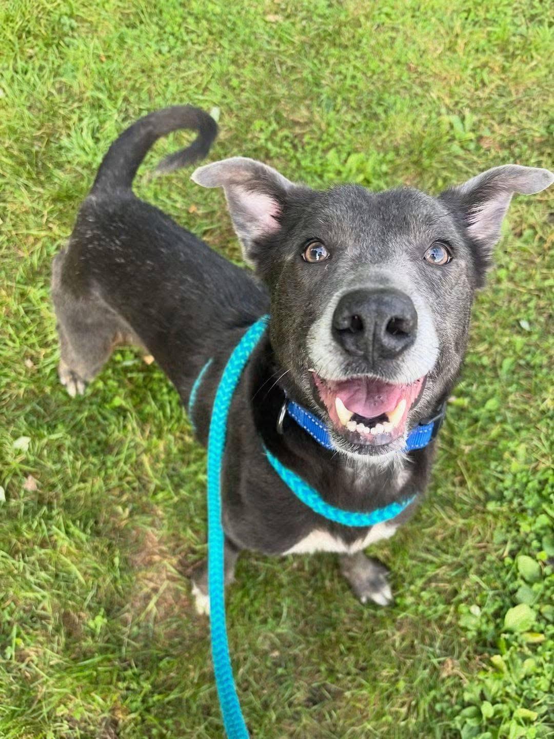 Enlarge Strudel, a Adoptable mixed breed in Youngstown, OH image 4/5