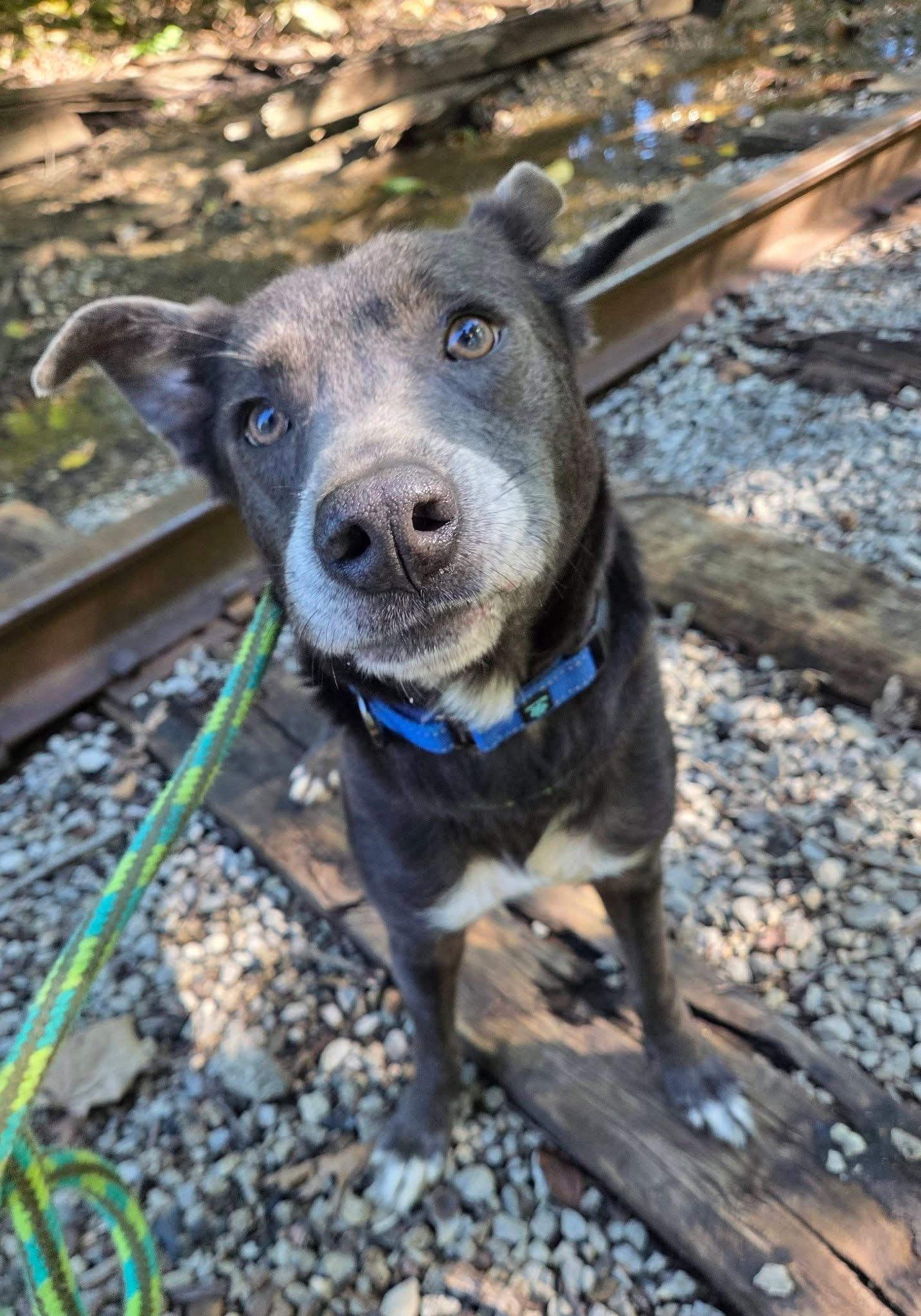 Enlarge Strudel, a Adoptable mixed breed in Youngstown, OH image 2/5